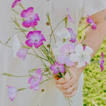 Agrostemma gracilis 'queen mixed'-Angelo