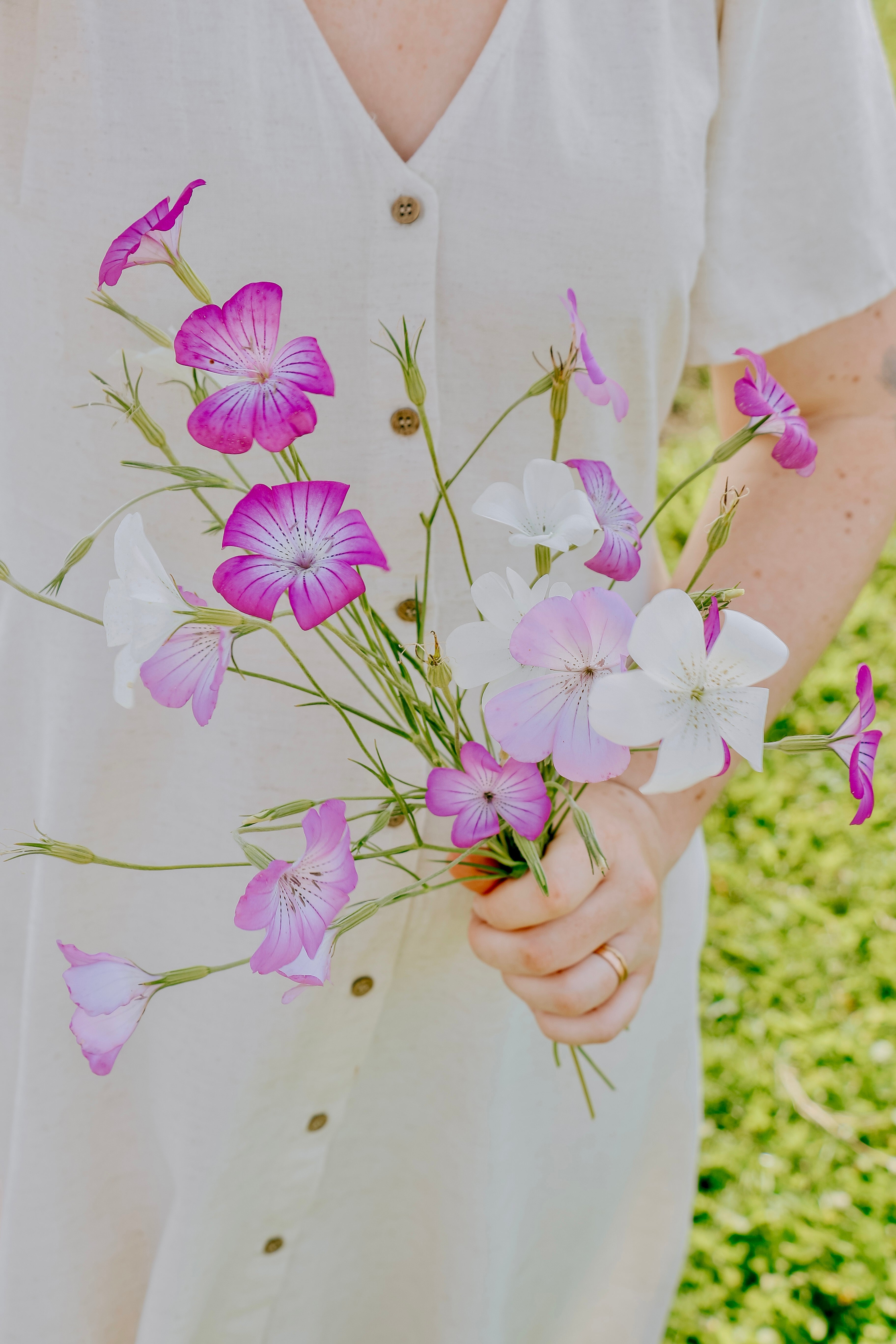 Agrostemma gracilis 'queen mixed'-Angelo