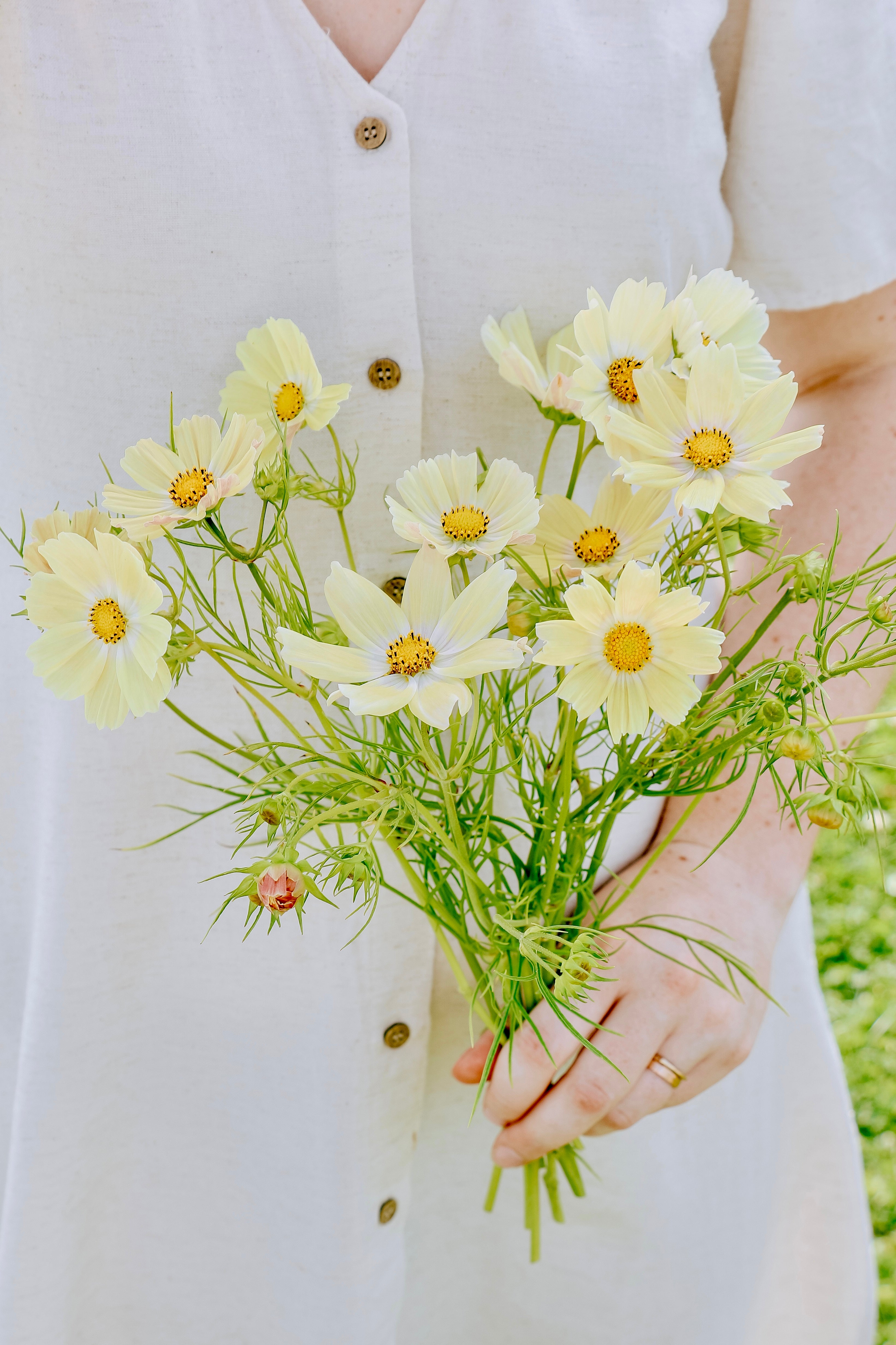 Cosmos bipinnatus 'kiiro'-Angelo