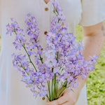 Delphinium consolida 'fancy purple picotee'-Angelo