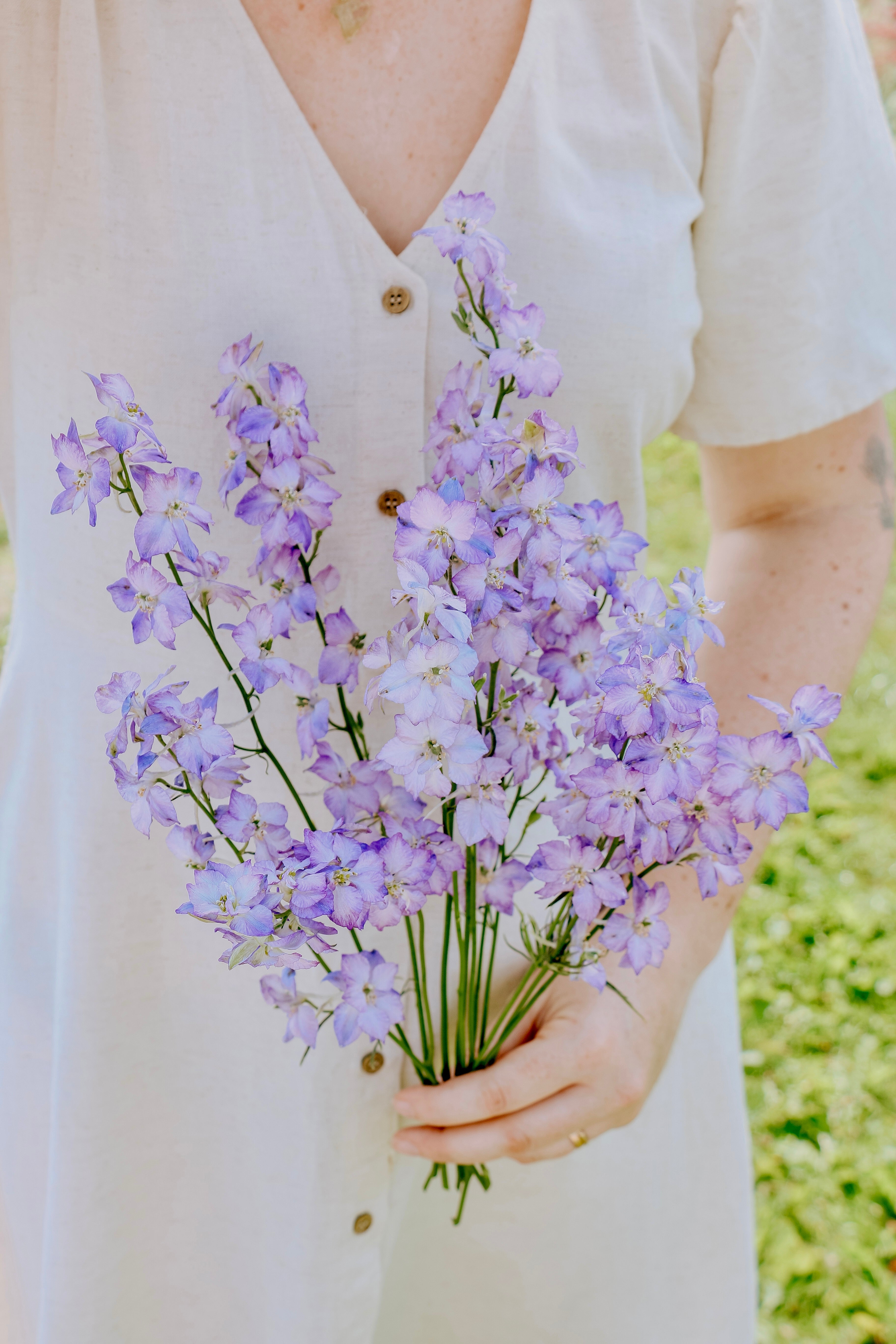 Delphinium consolida 'fancy purple picotee'-Angelo