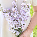 Delphinium consolida 'fancy smokey eyes'-Angelo