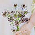 Nigella damascena 'Delft Blue'-Angelo