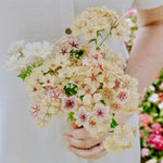 Phlox drummondii 'Crème Brûlée'-Angelo