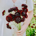 Scabiosa atropurpurea 'Black Knight'-Angelo