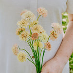 Scabiosa atropurpurea 'fata morgana'-Angelo