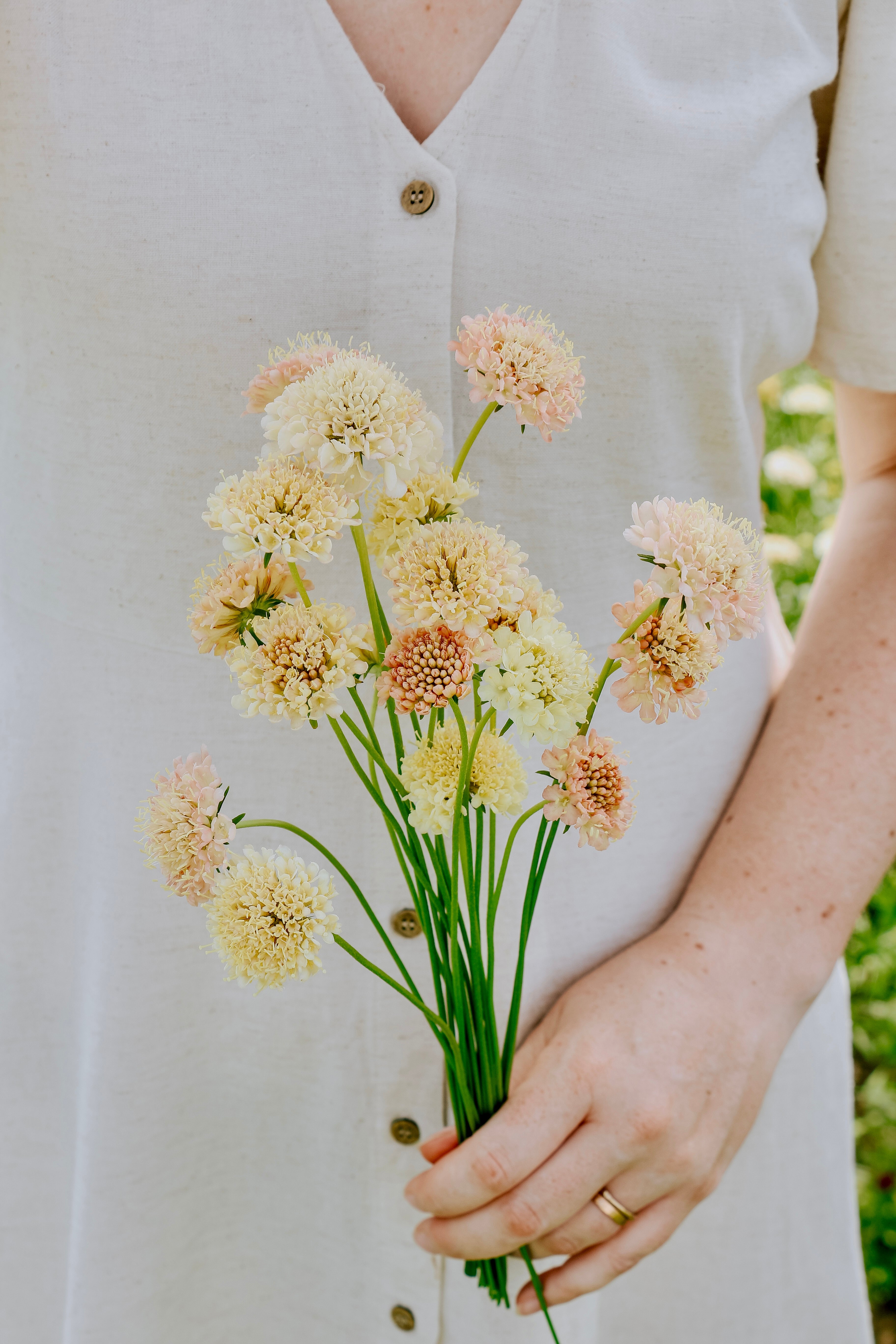 Scabiosa atropurpurea 'fata morgana'-Angelo