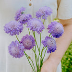 Scabiosa atropurpurea 'oxford blue'-Angelo