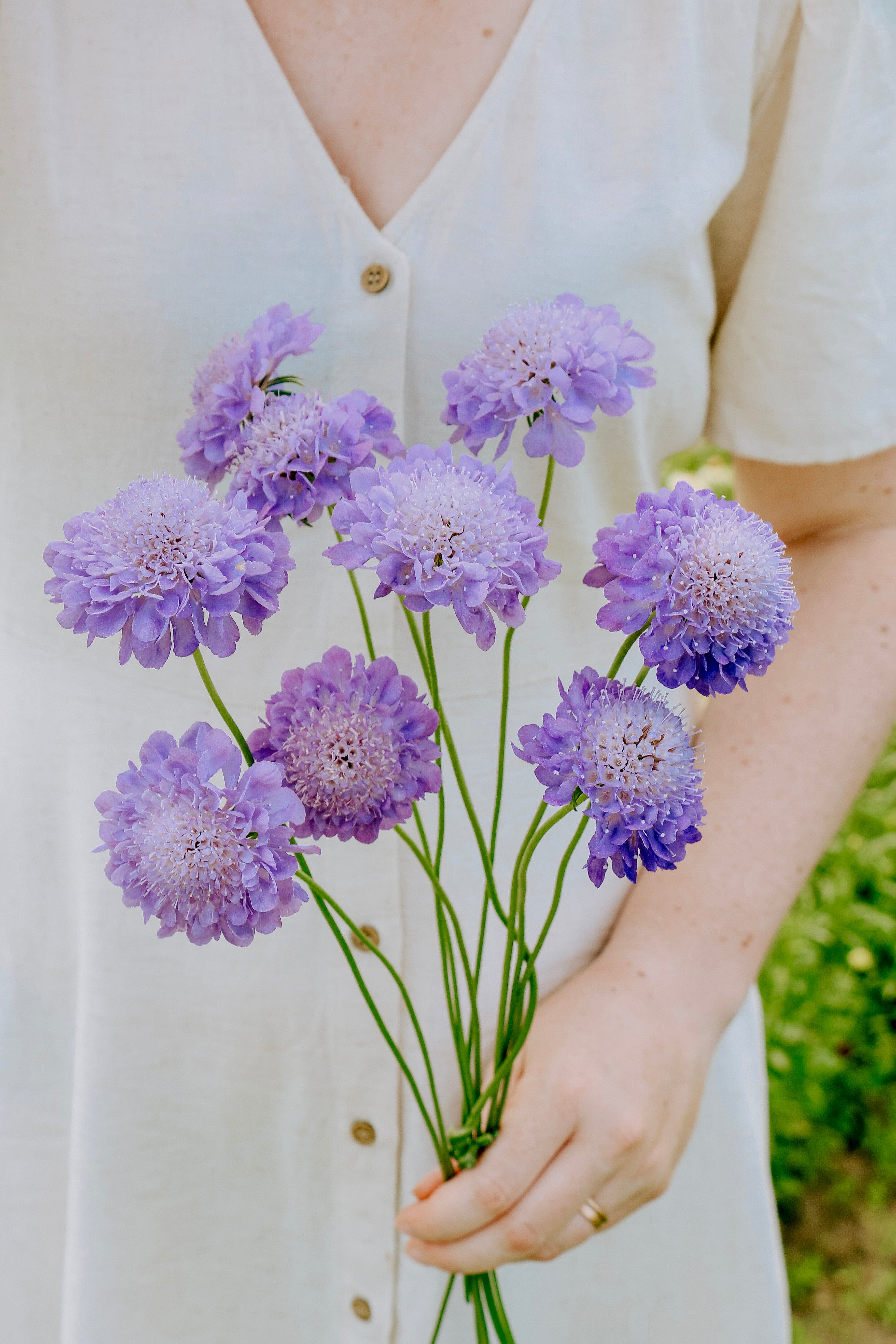 Scabiosa atropurpurea 'oxford blue'-Angelo