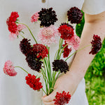Scabiosa atropurpurea 'Summer Fruits'-Angelo