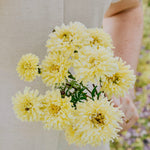 Tagetes erecta 'Sugar & Spice White'-Angelo