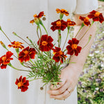 Tagetes patula linnaeus 'burning embers'-Angelo