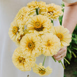 Zinnia elegans 'Isabellina'-Angelo