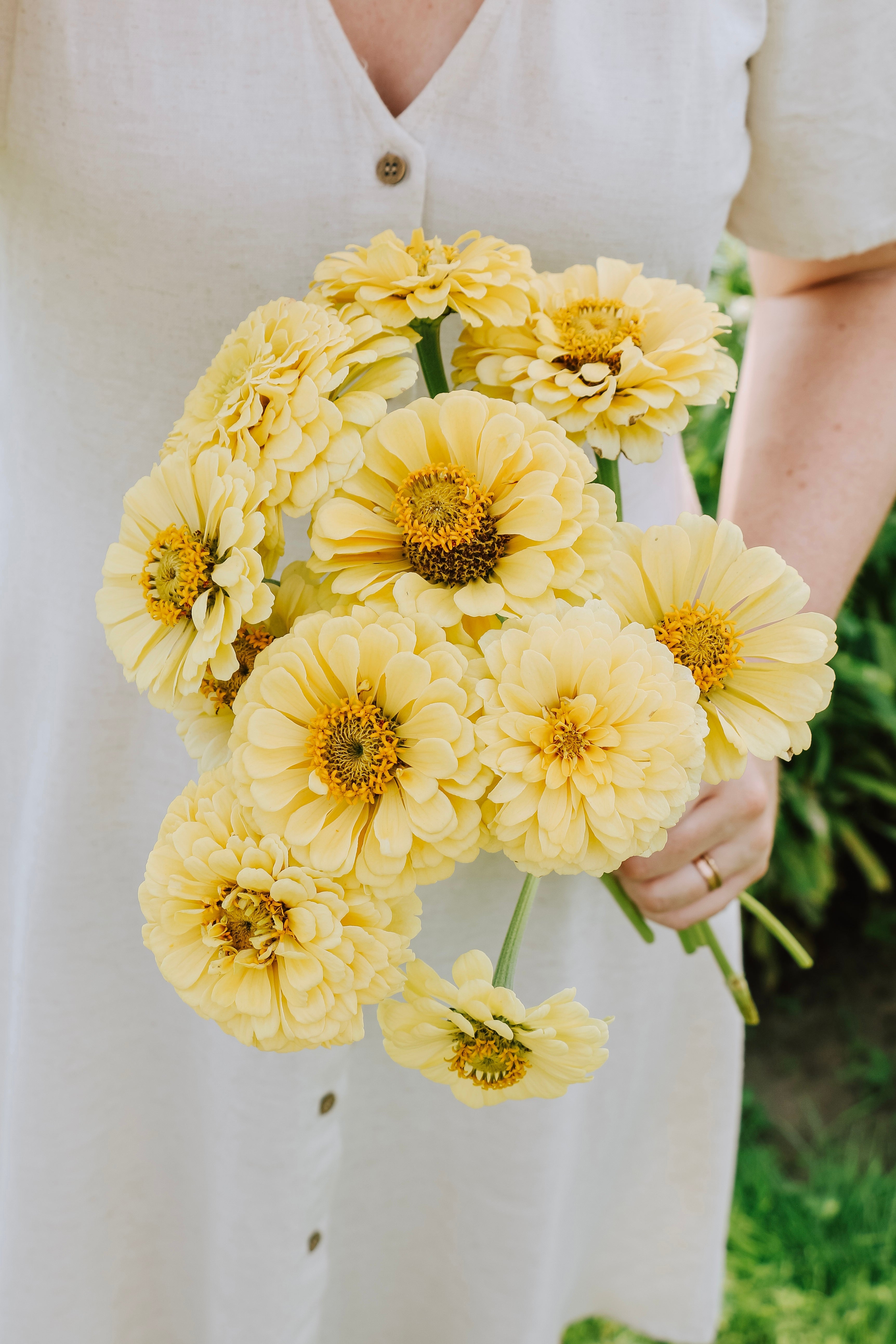 Zinnia elegans 'Isabellina'-Angelo