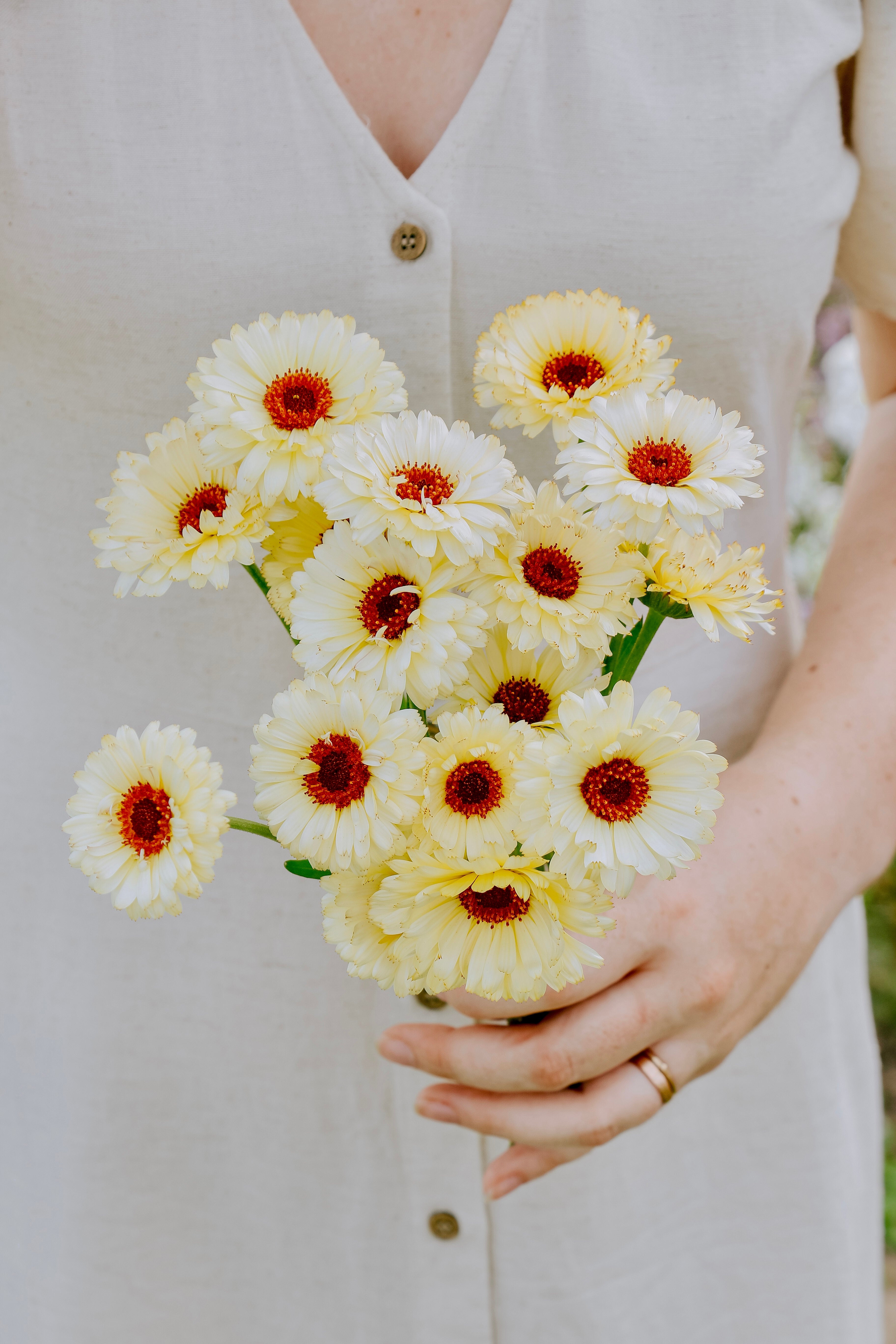 Calendula officinalis 'ivory princess'-Angelo