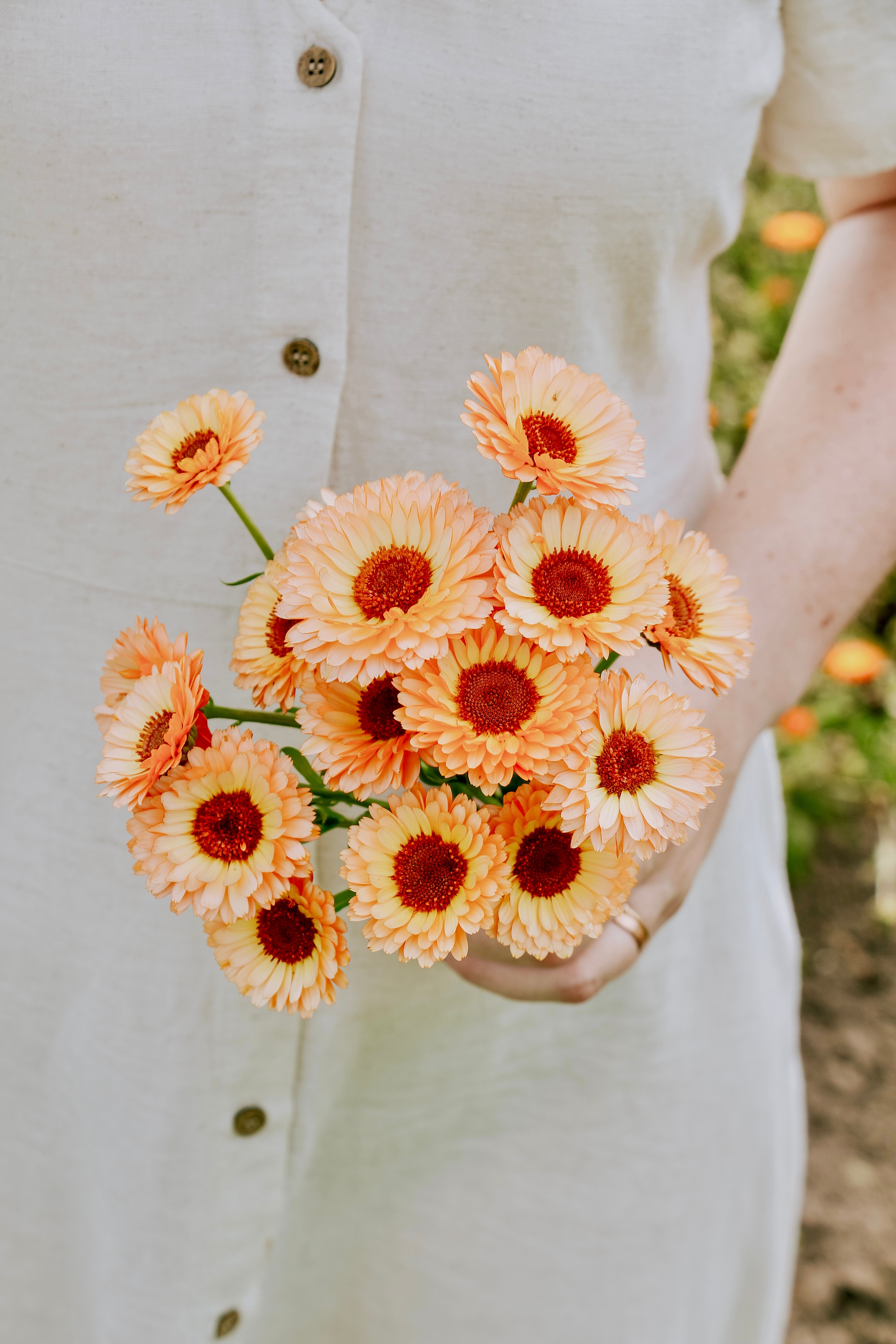 Calendula officinalis 'pink surprise'-Angelo