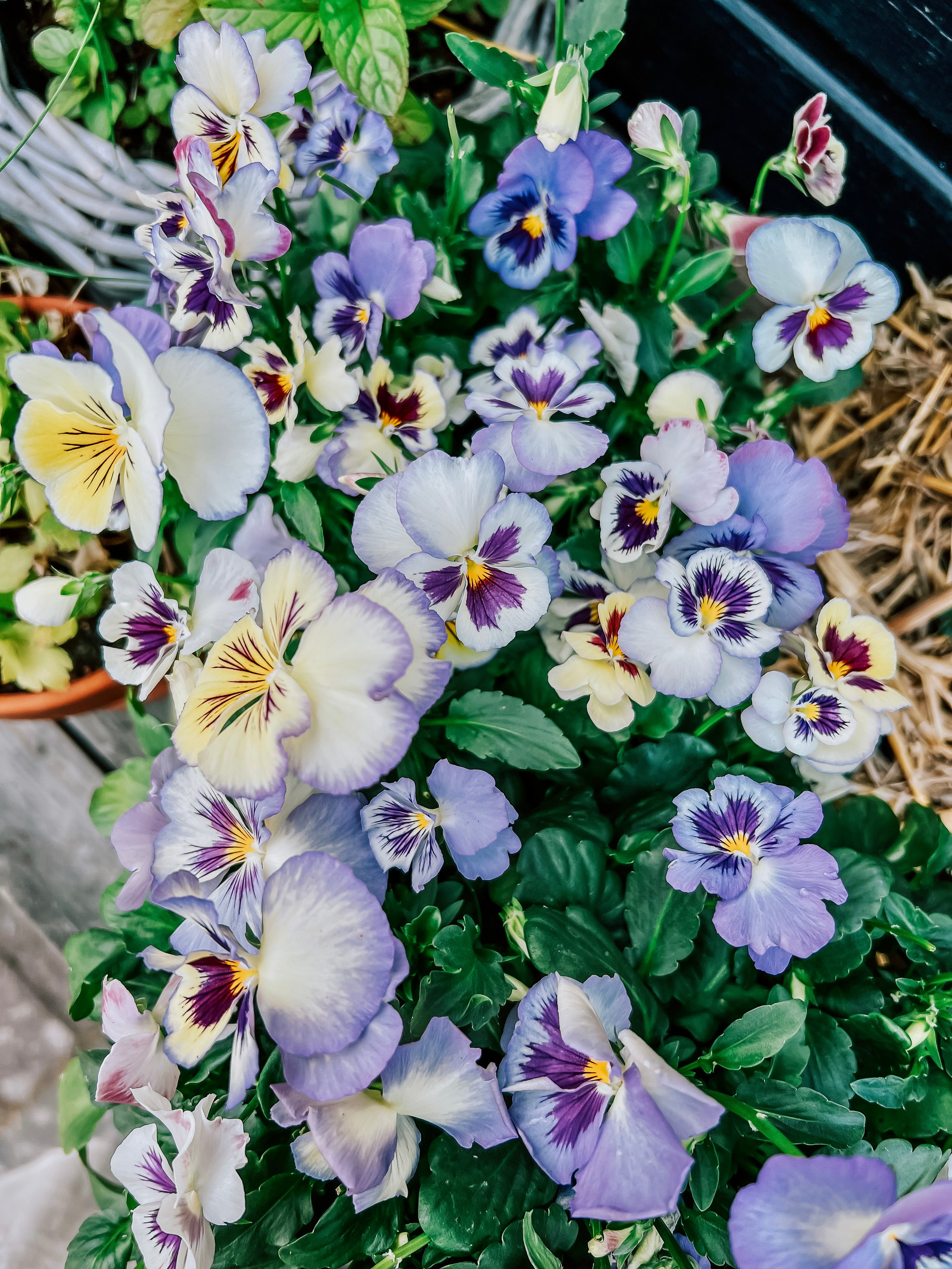 Viola wittrockiana &