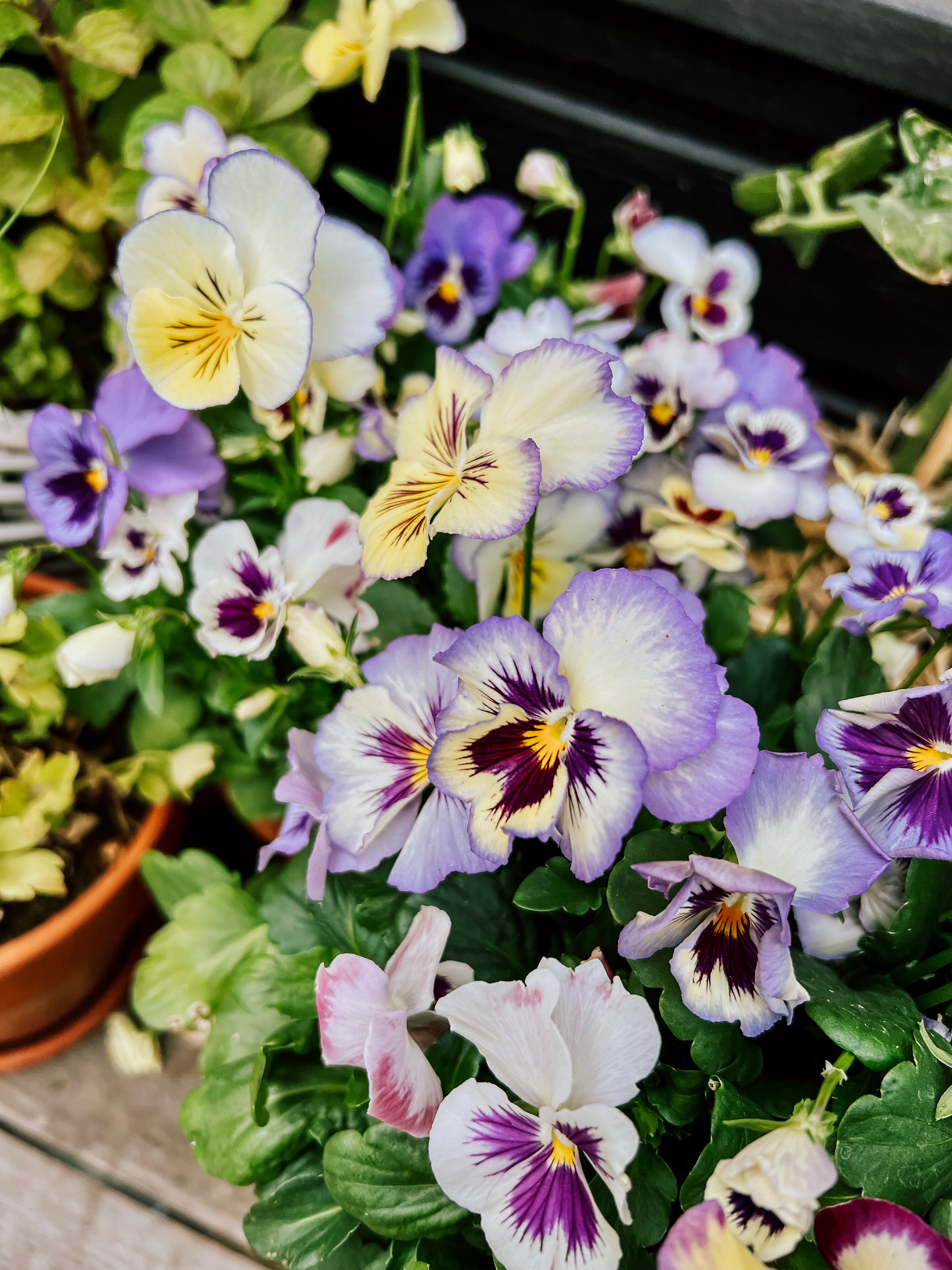 Viola wittrockiana &