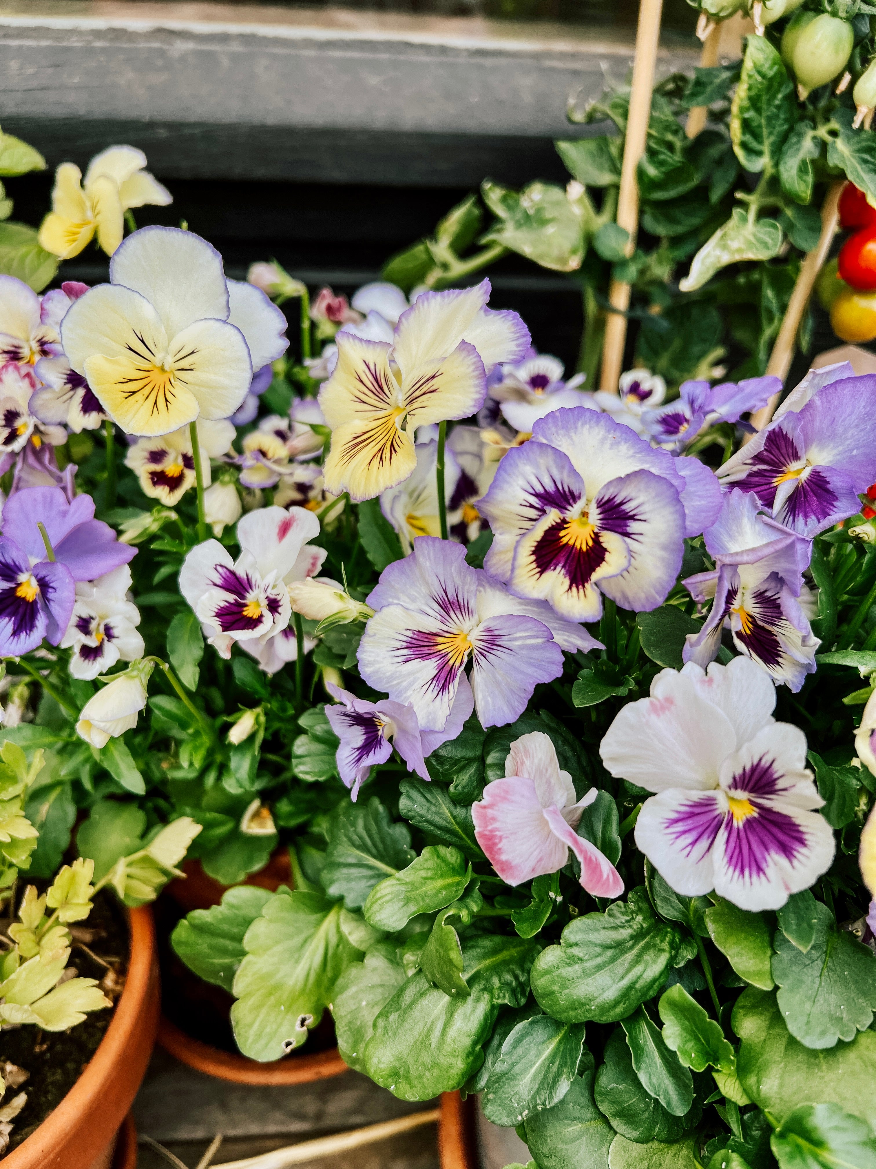 Viola wittrockiana &