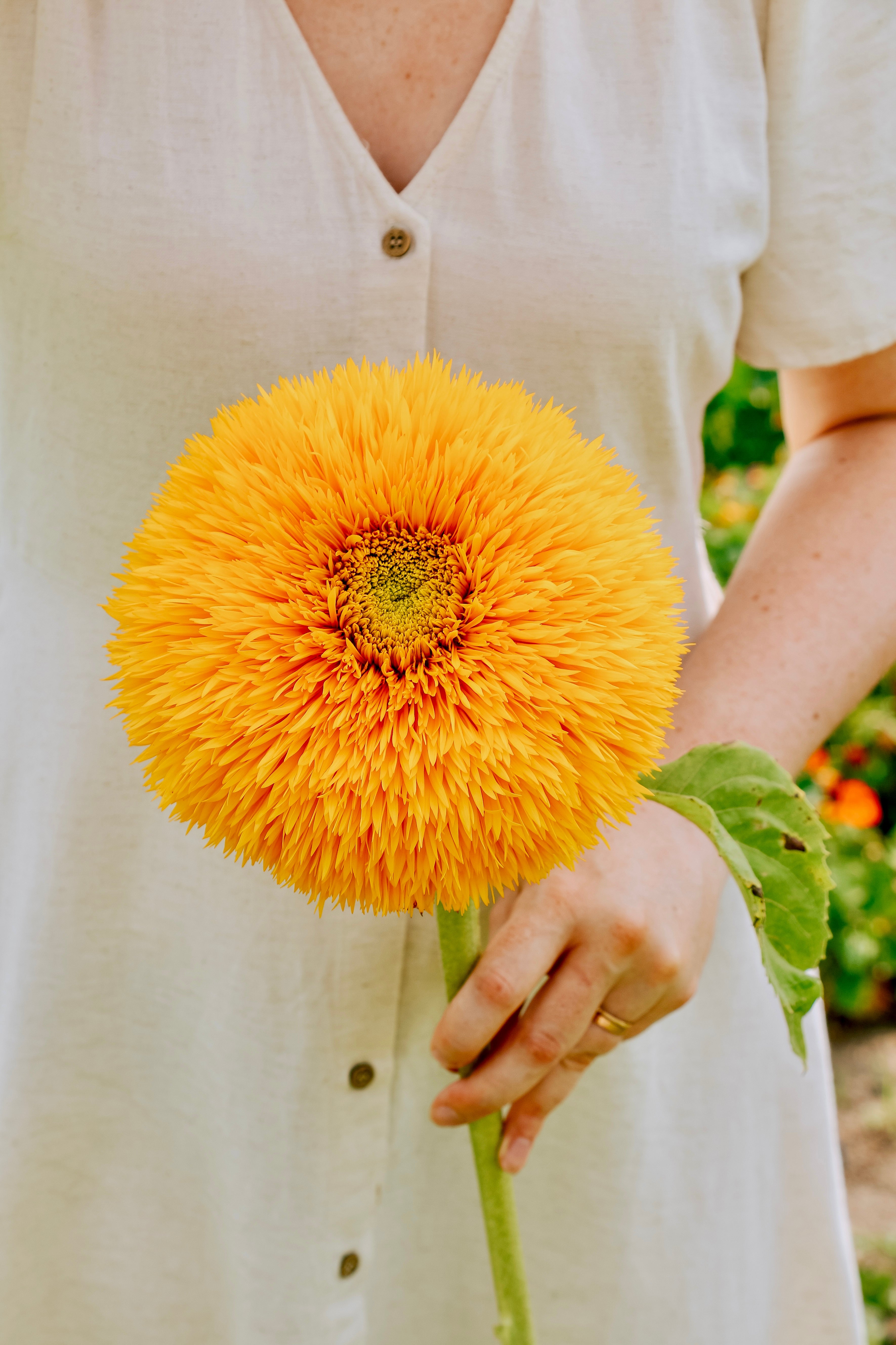 Helianthus annuus 'double sunking'-Angelo