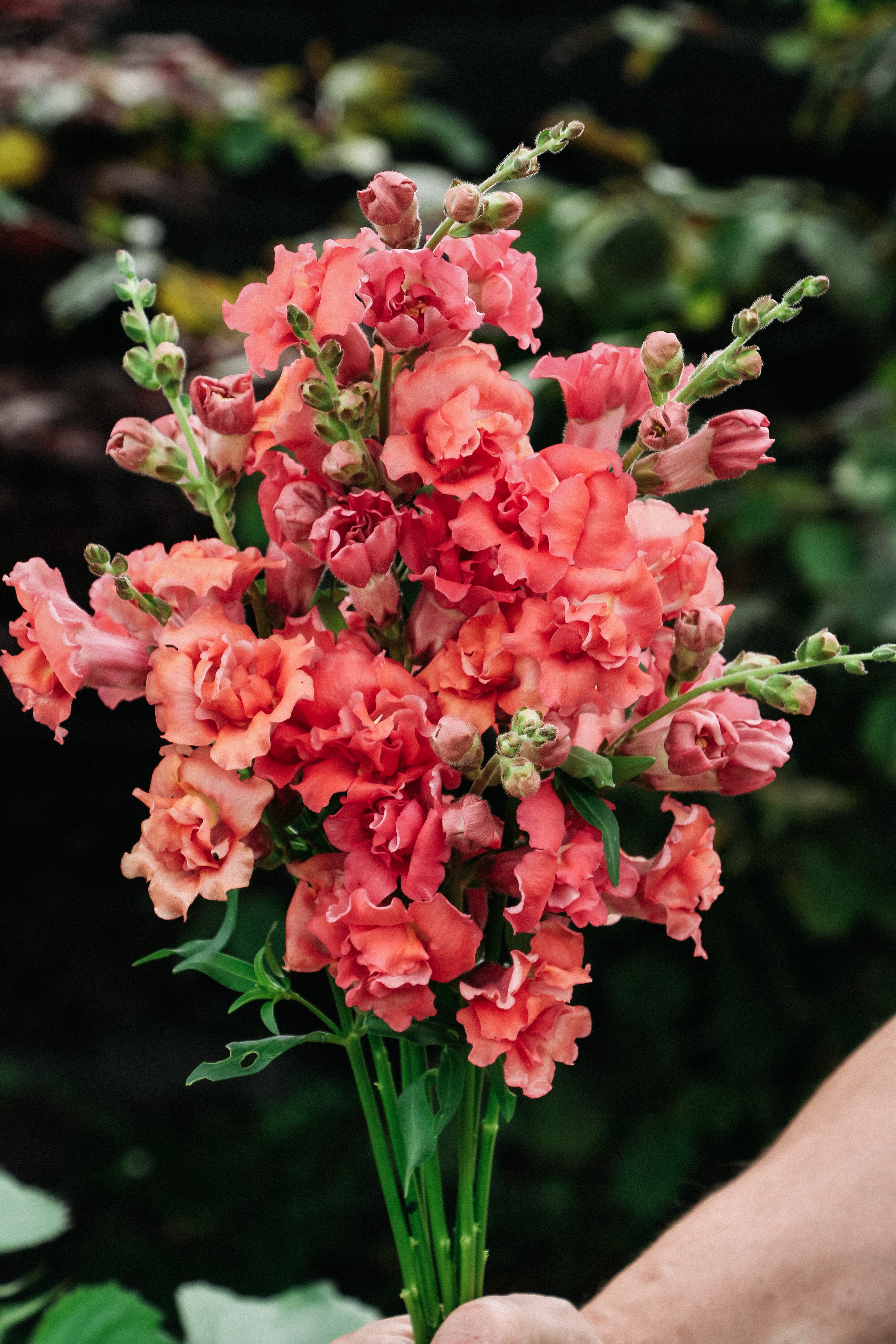 Antirrhinum majus &