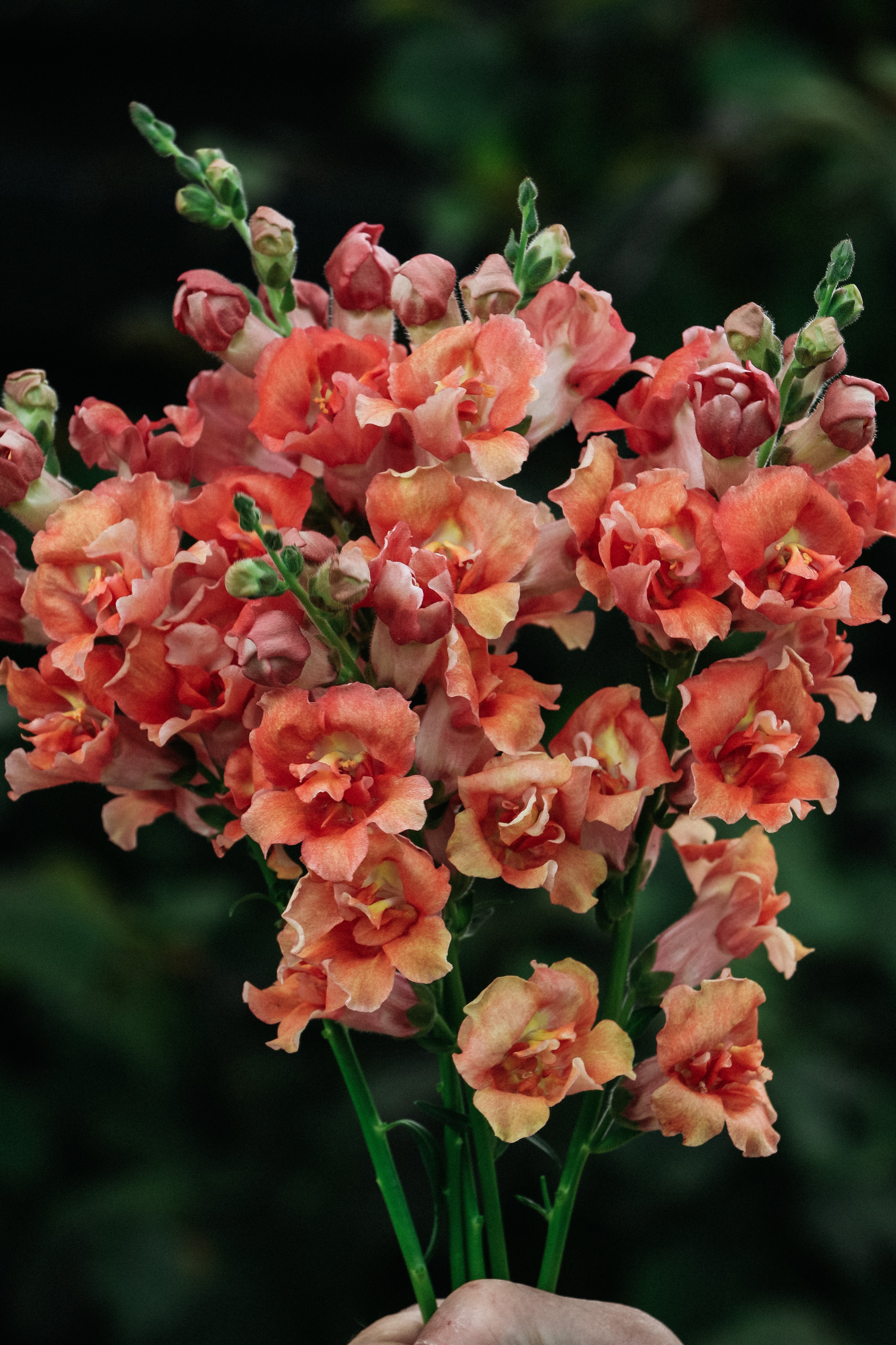 Antirrhinum majus &