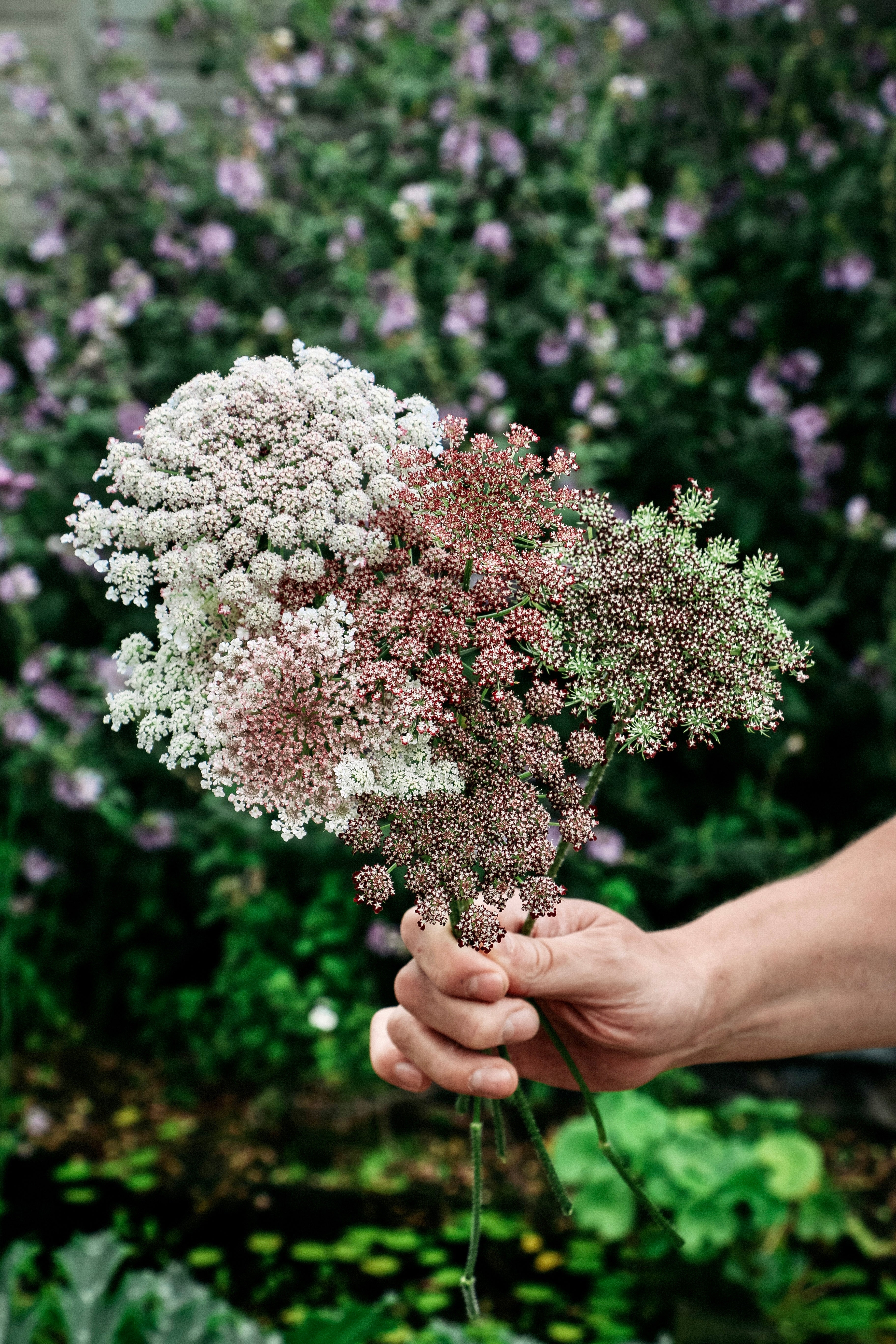 Daucus carota &