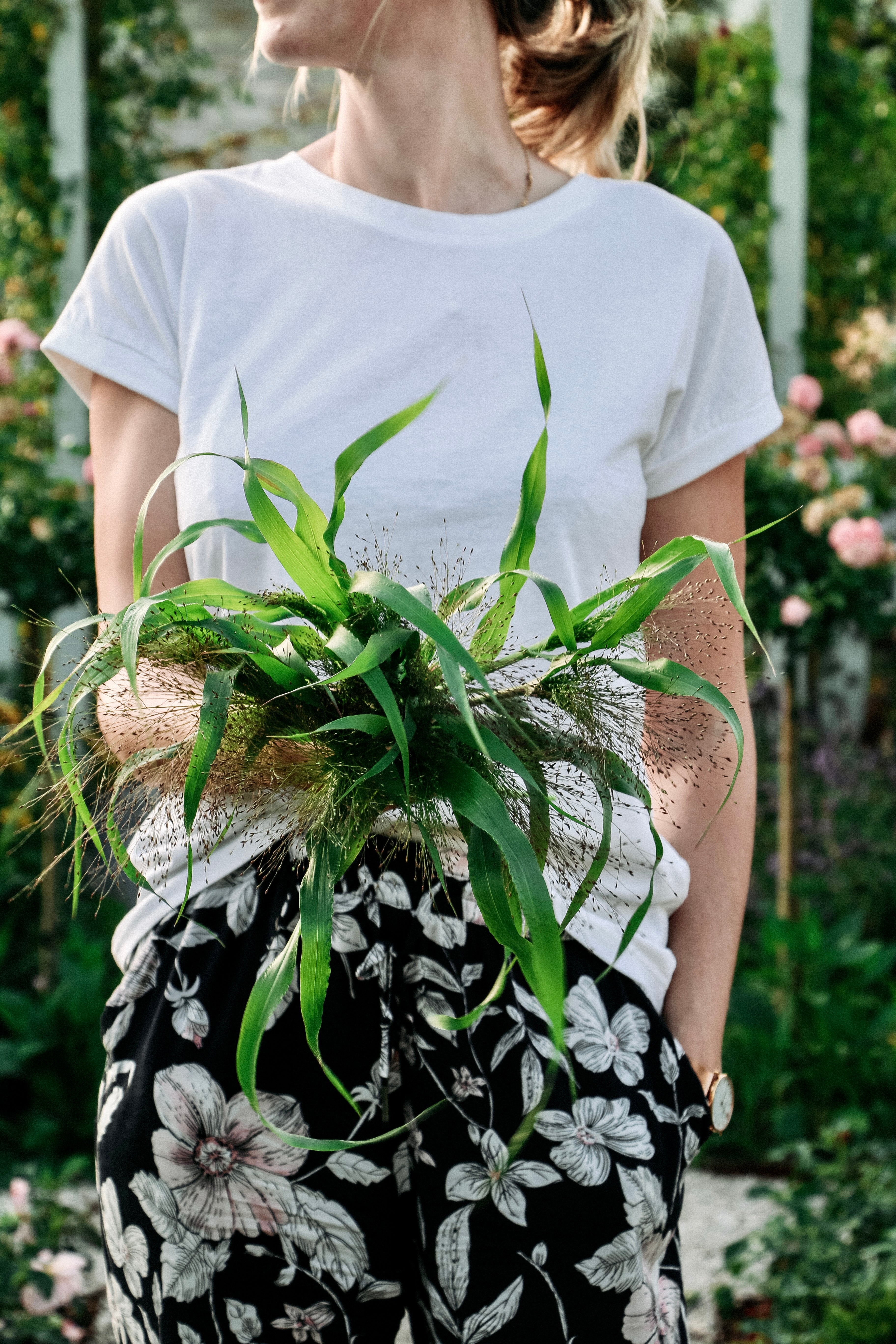 Panicum virgatum &