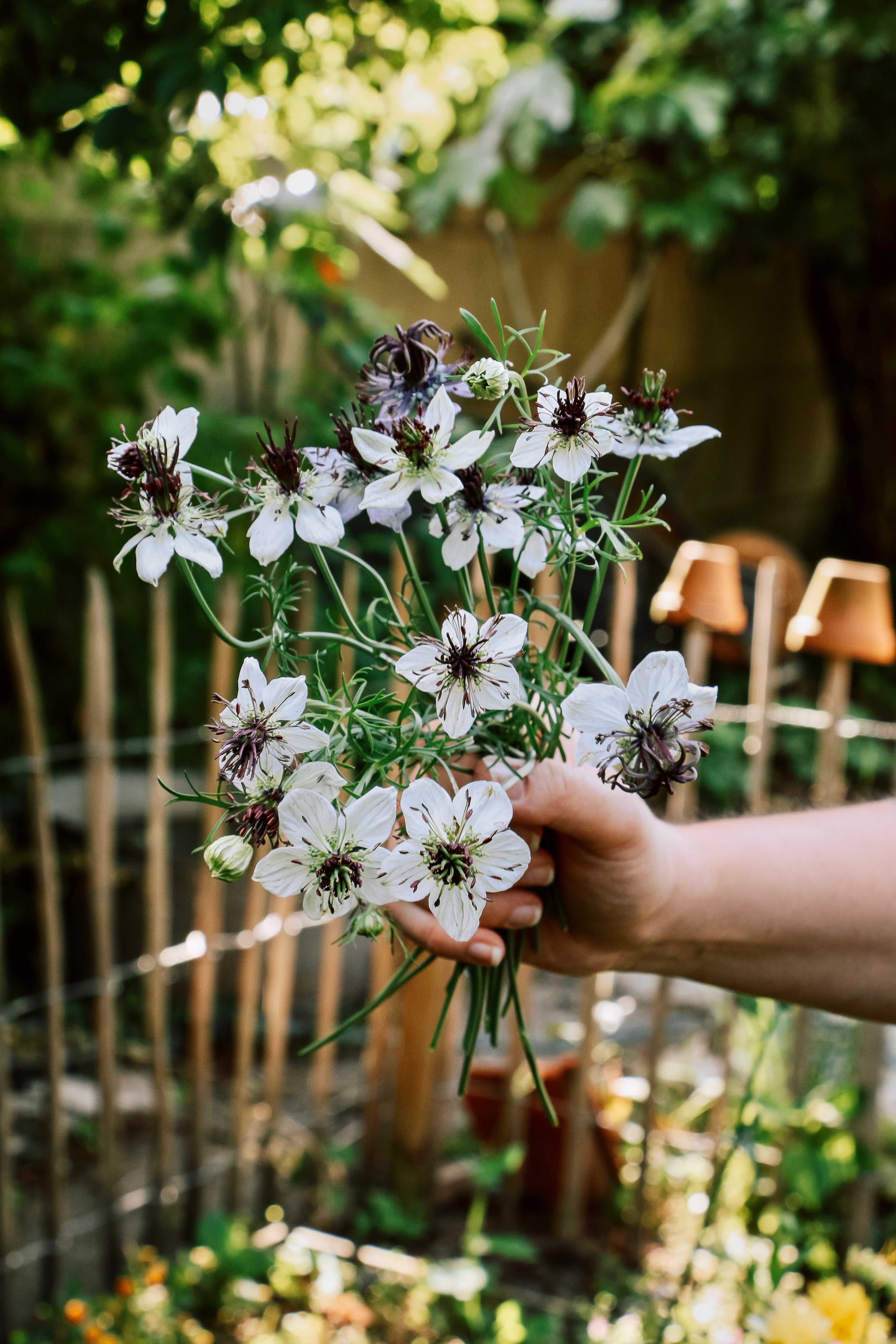 Nigella papillosa &