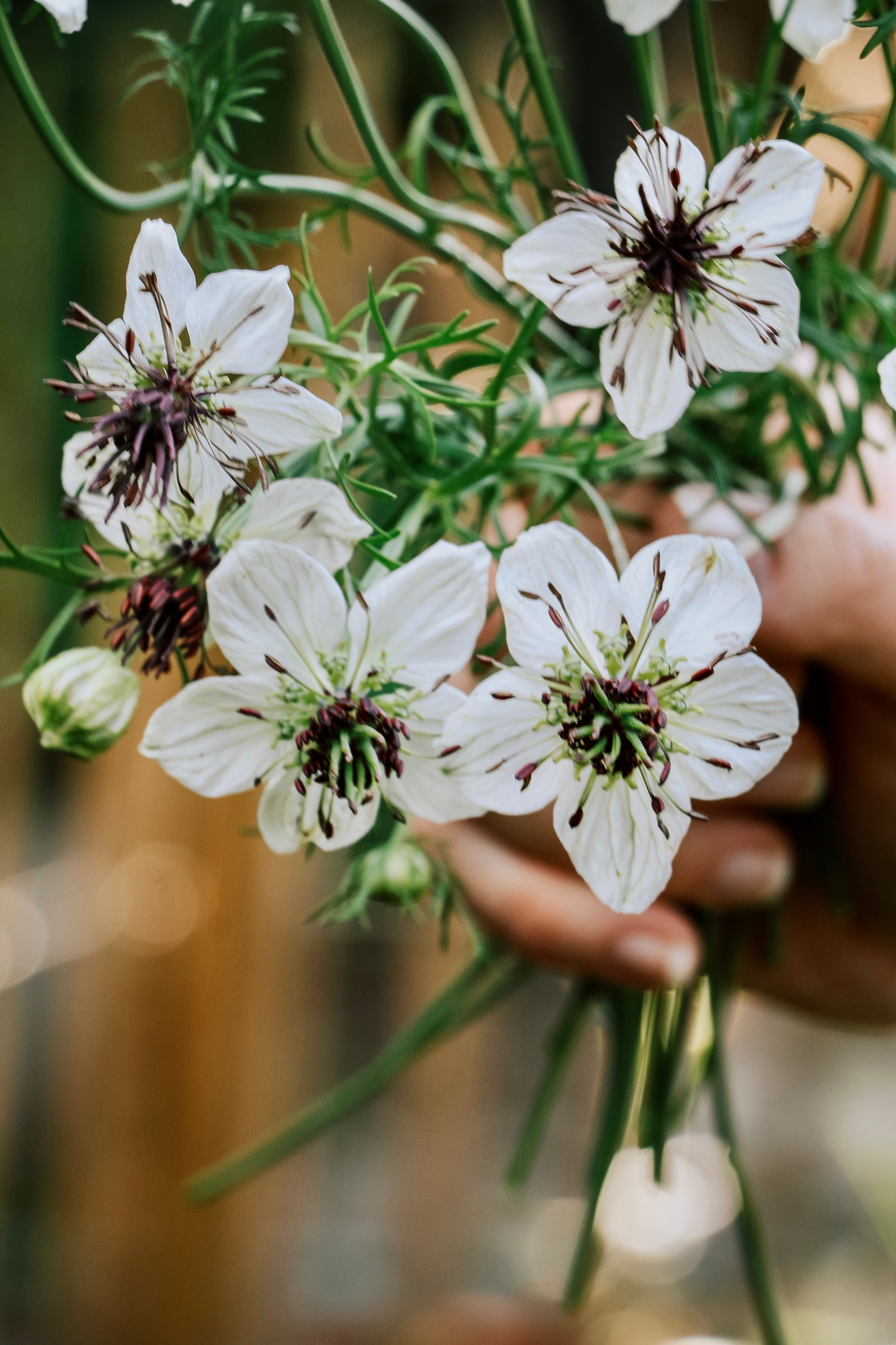 Nigella papillosa &