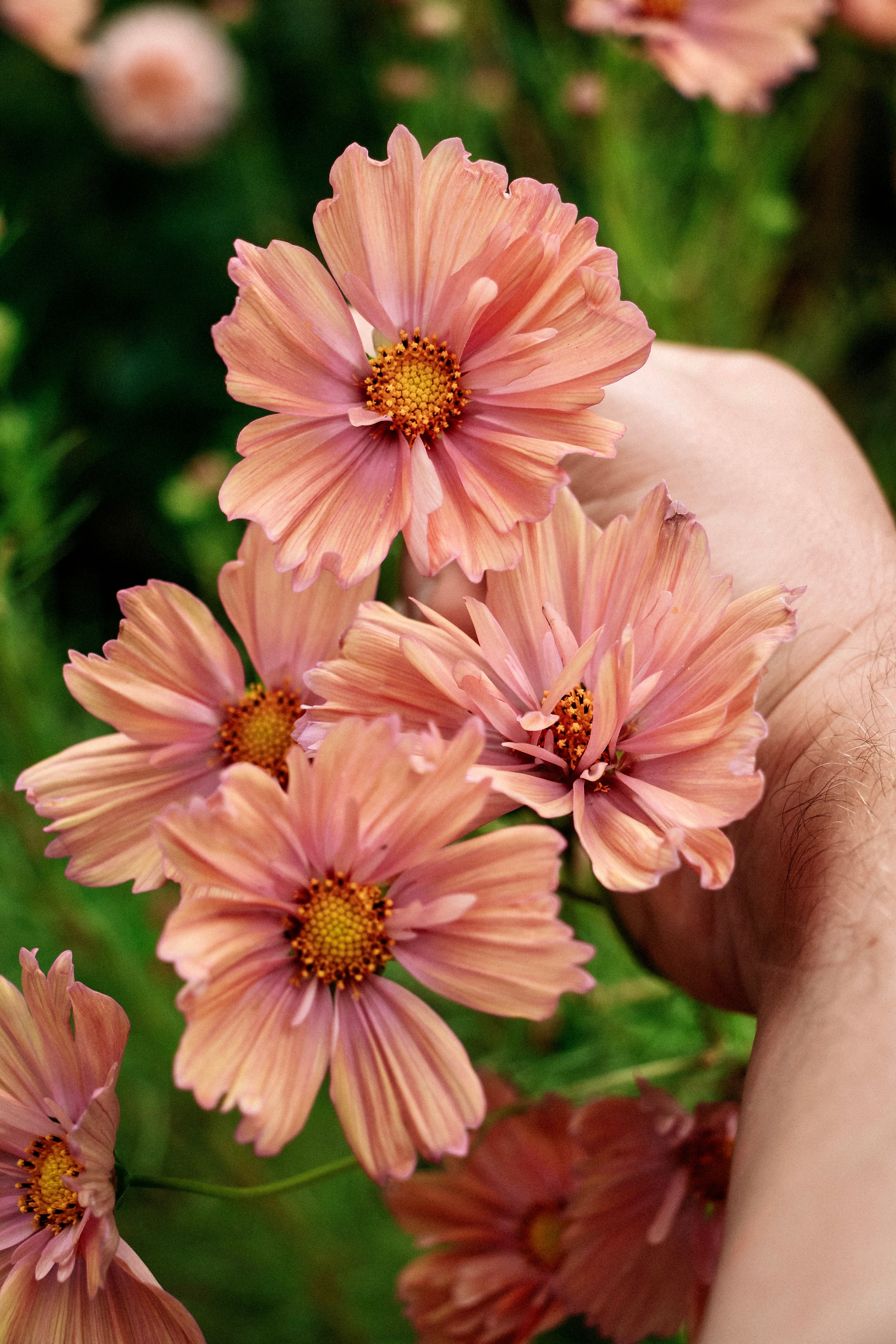 Cosmos bipinnatus &