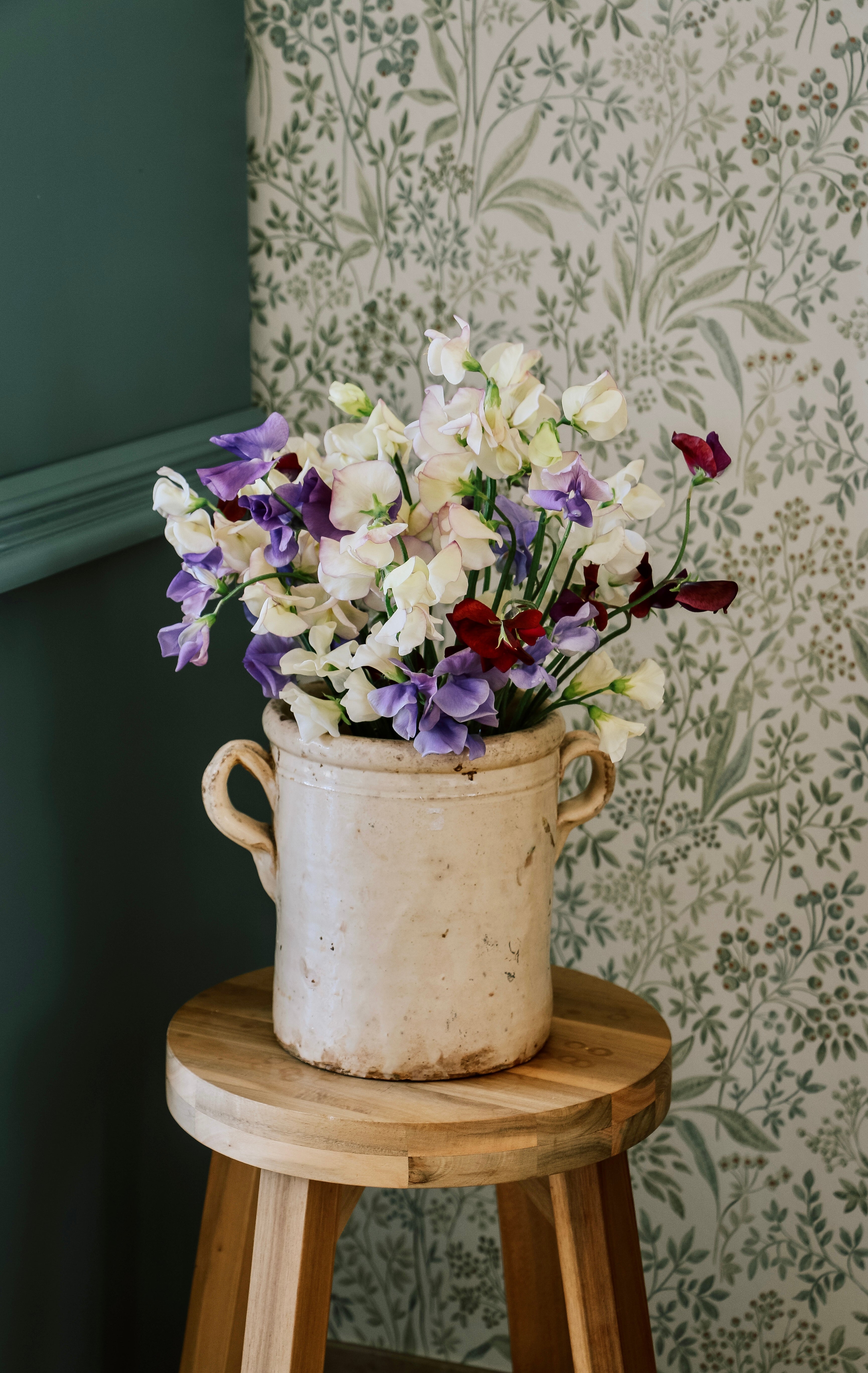 Collectie: Lathyrus