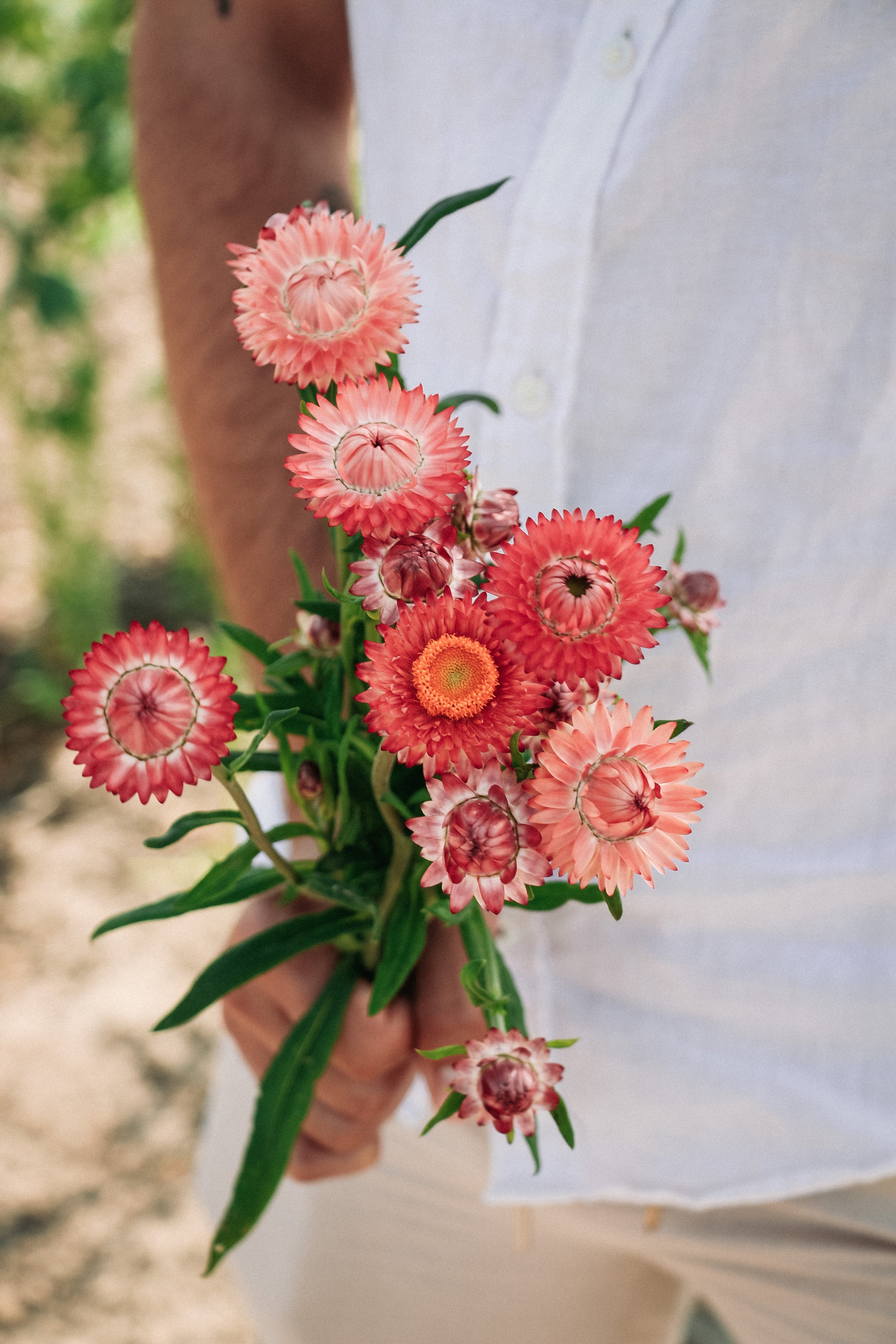 Helichrysum bracteatum &