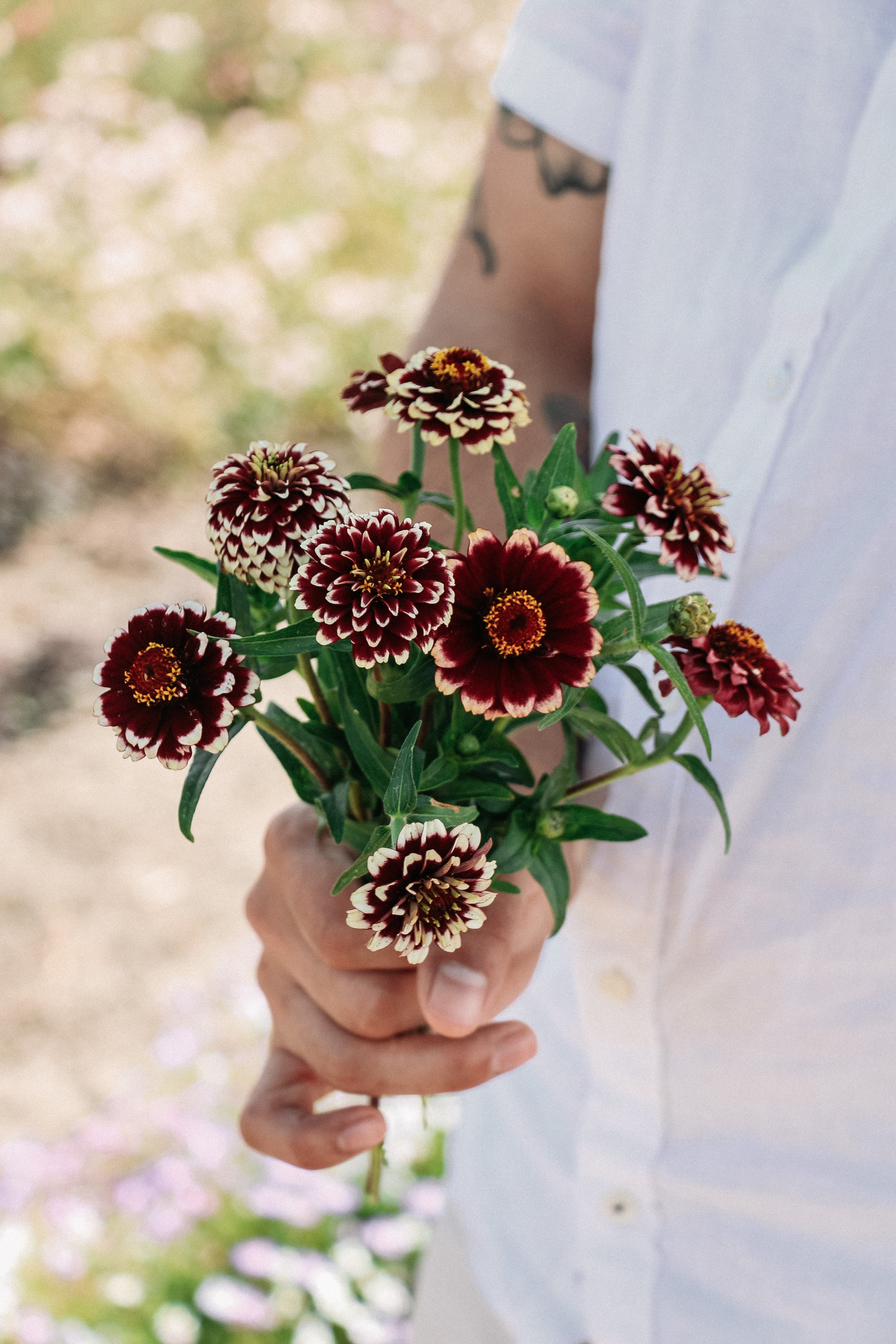 Zinnia haageana &