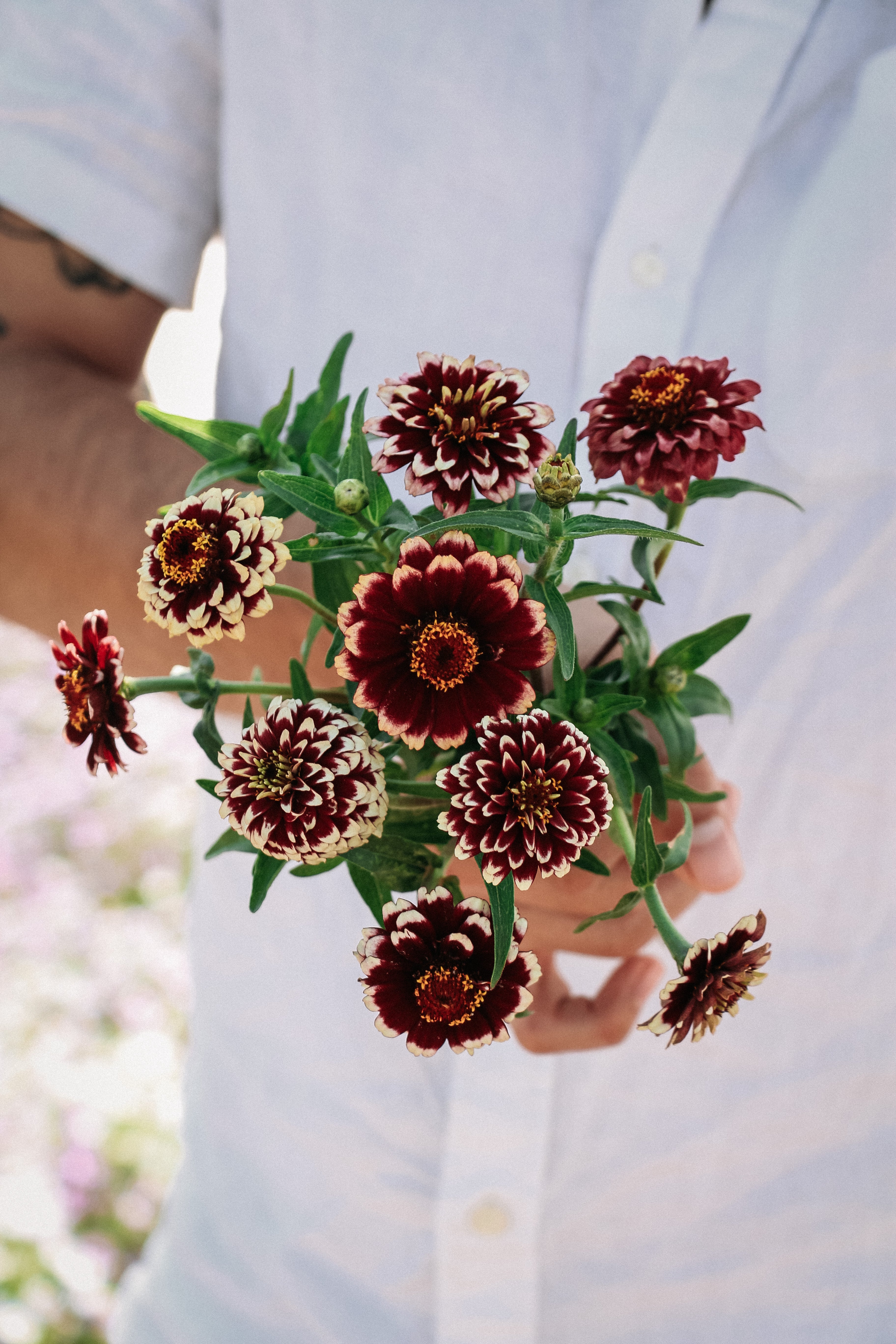 Zinnia haageana &