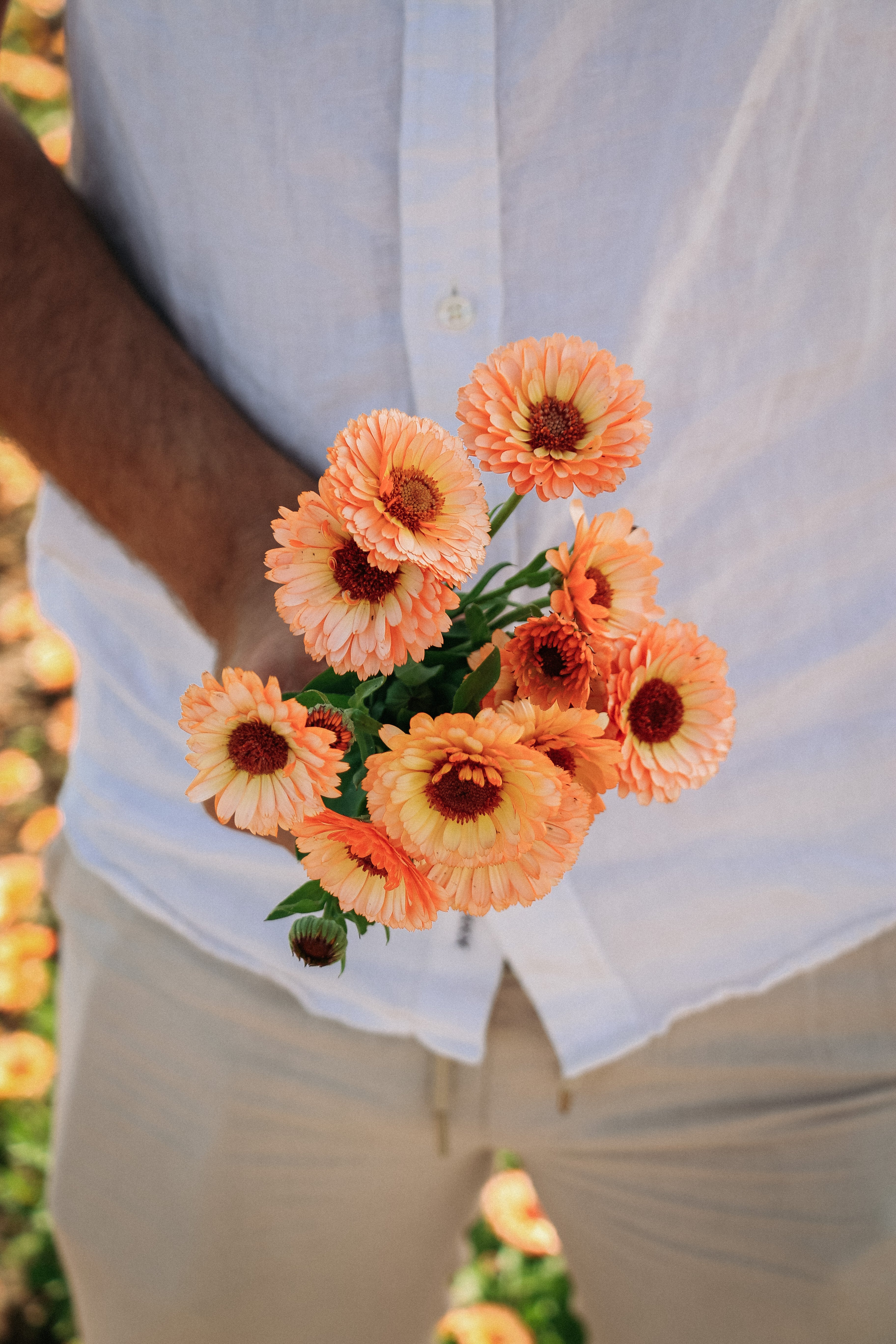 Calendula officinalis &