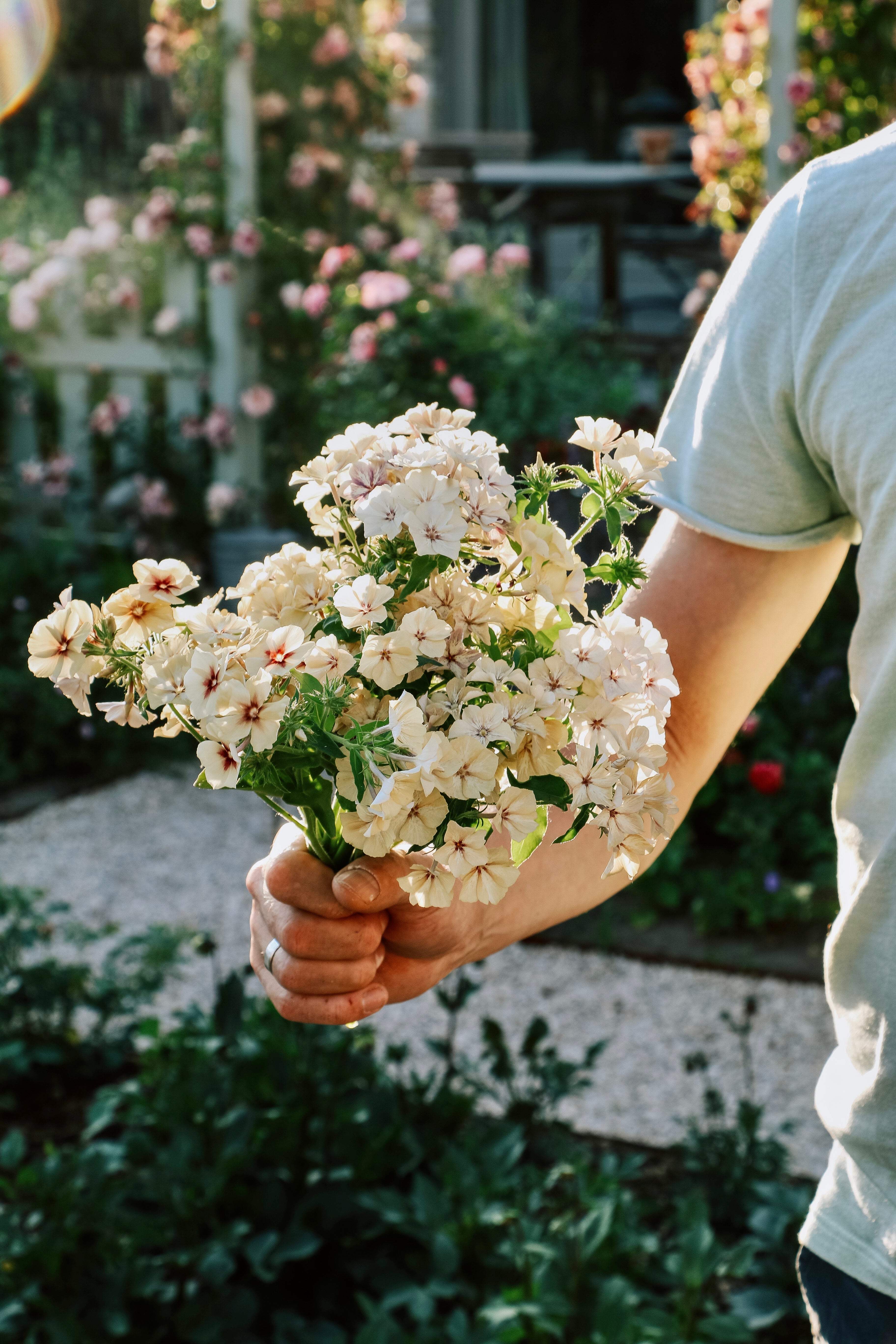 Phlox drummondii &