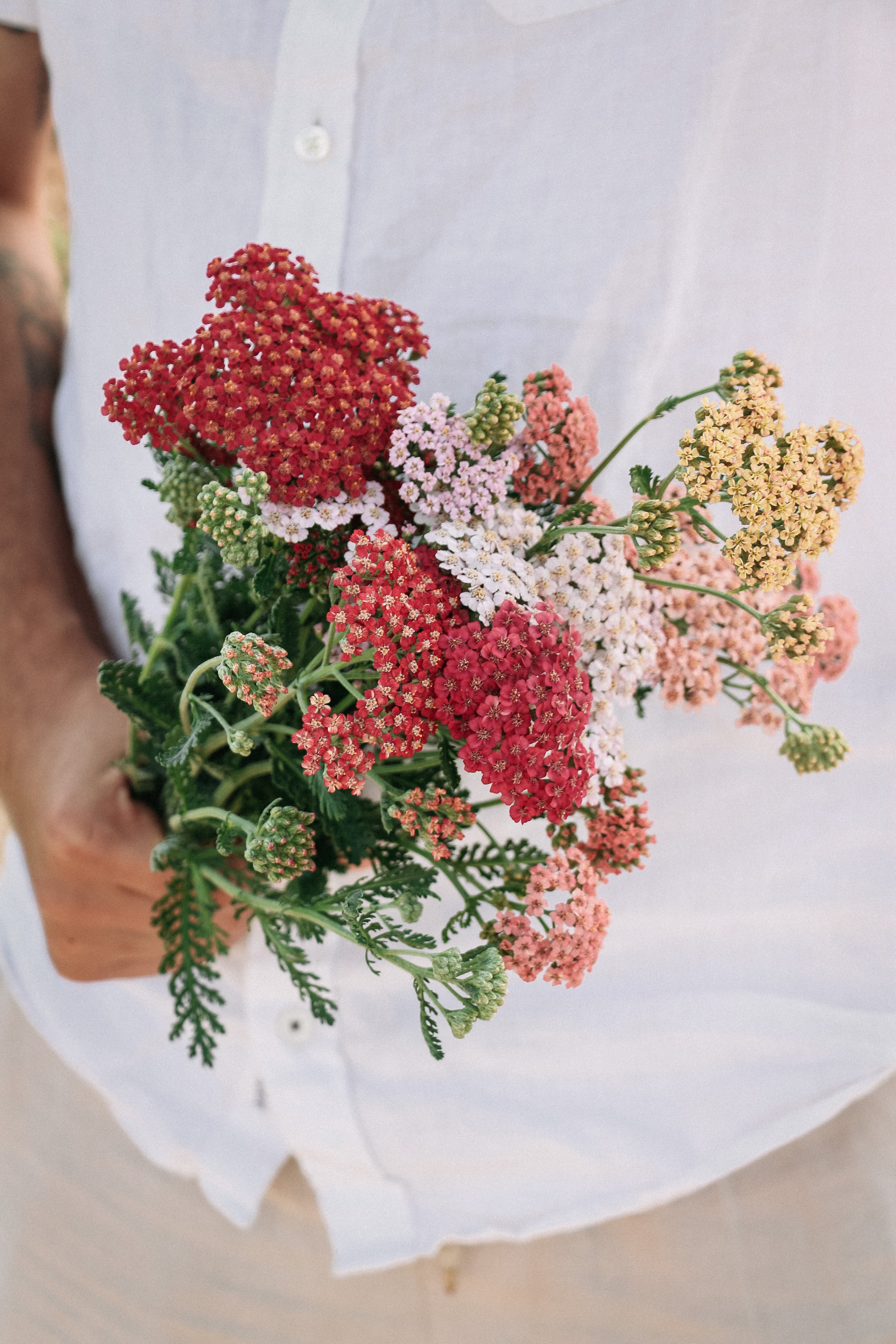 Achillea millefolium &
