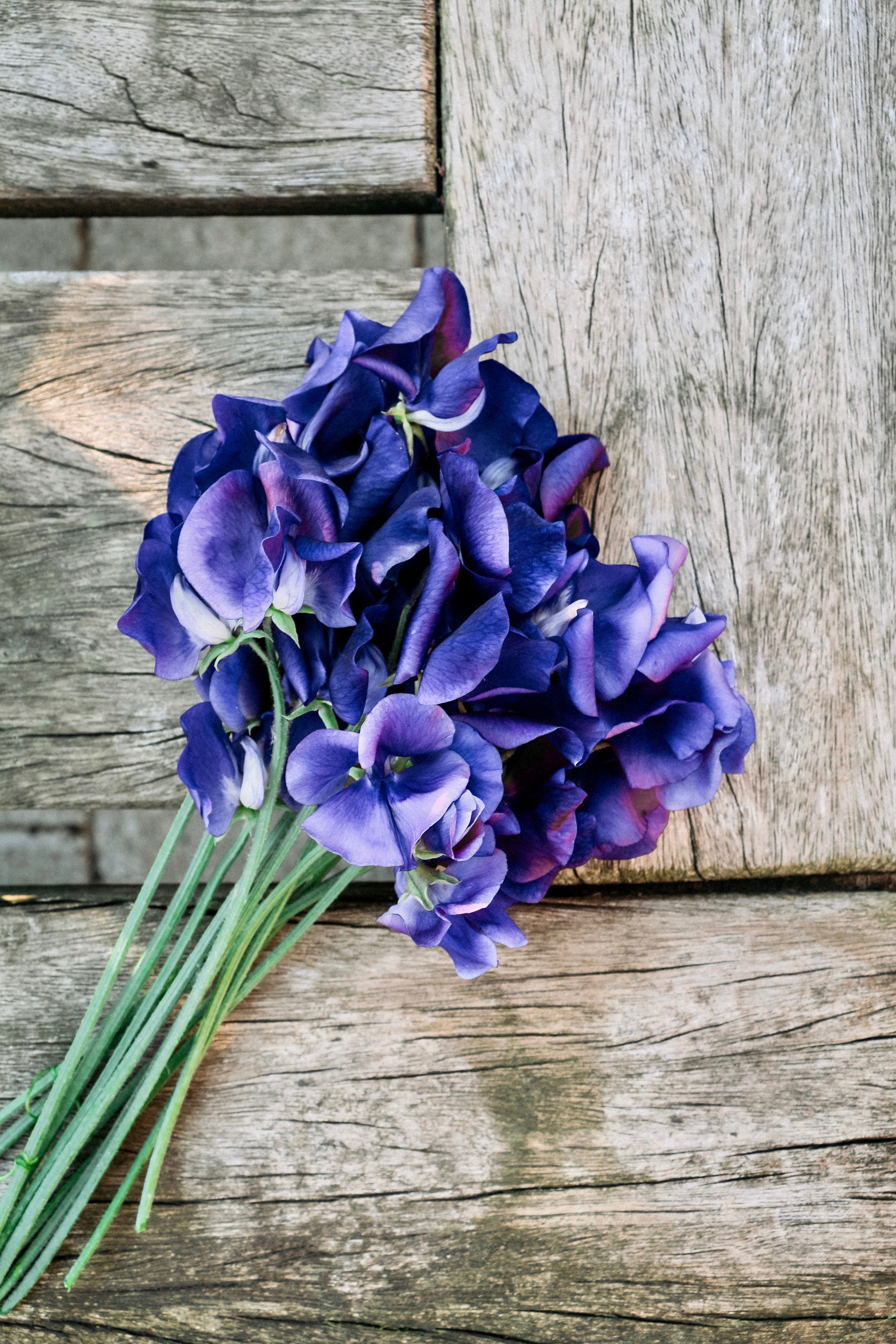 Lathyrus odoratus &