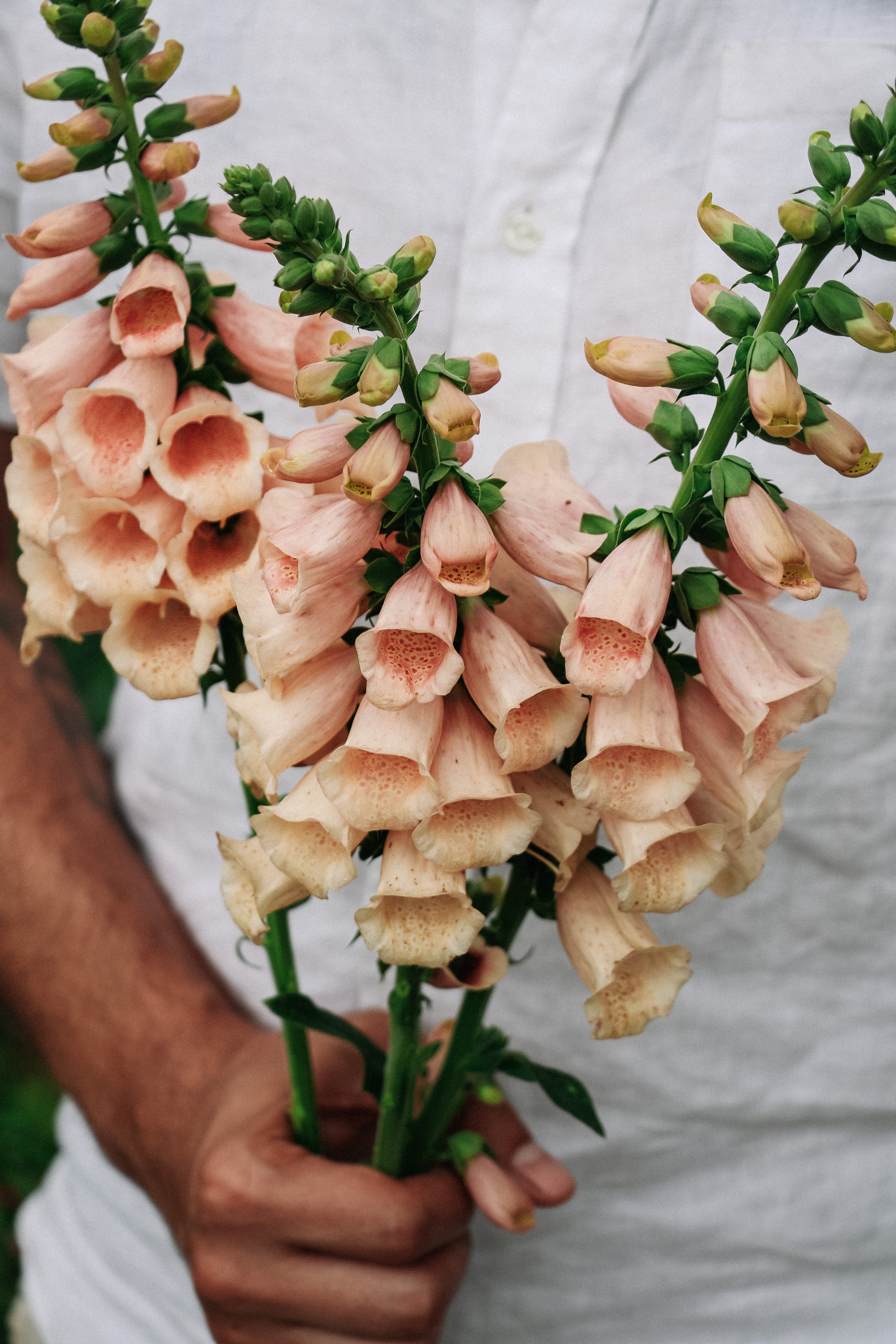 Digitalis &