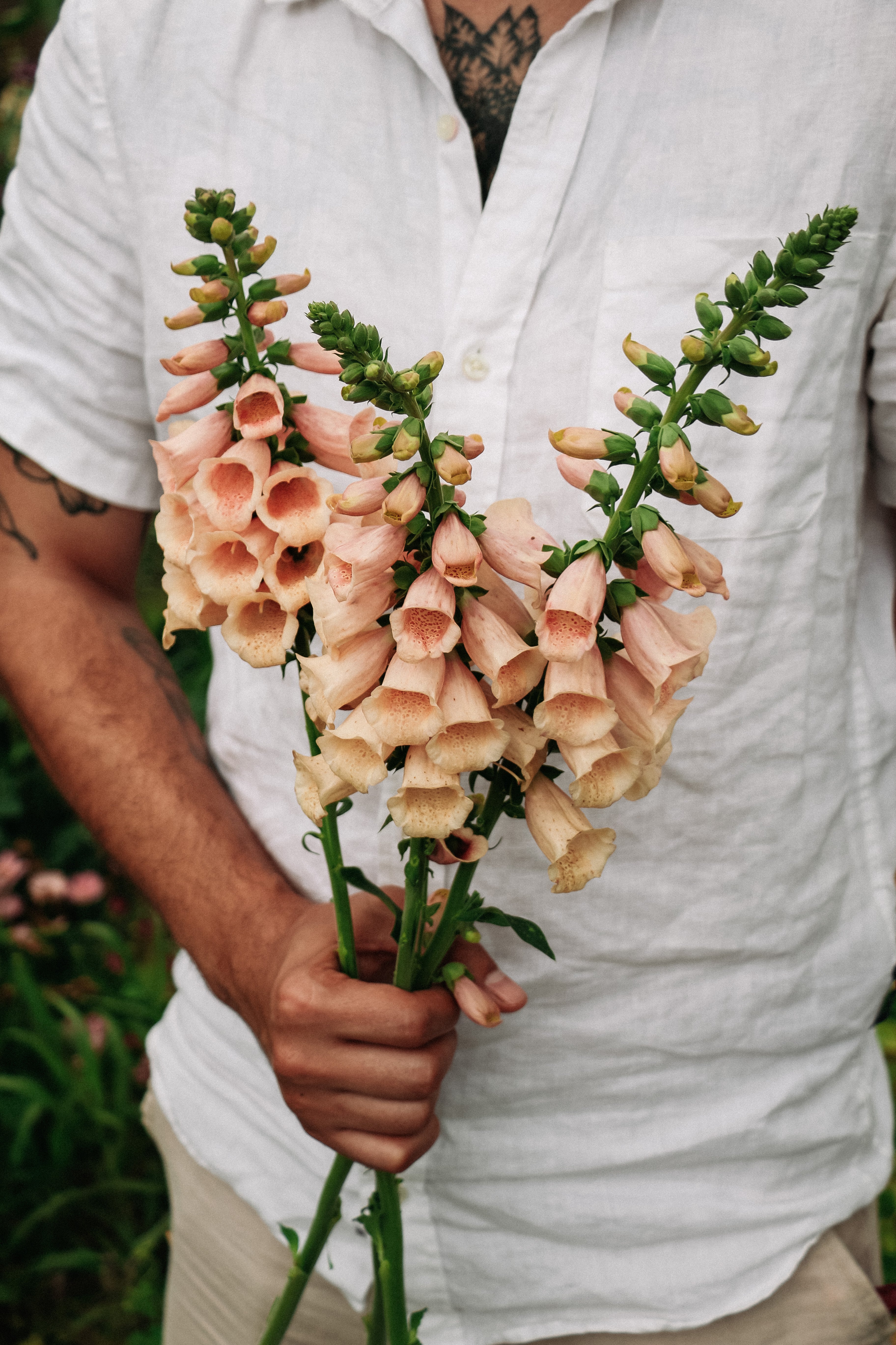 Digitalis &