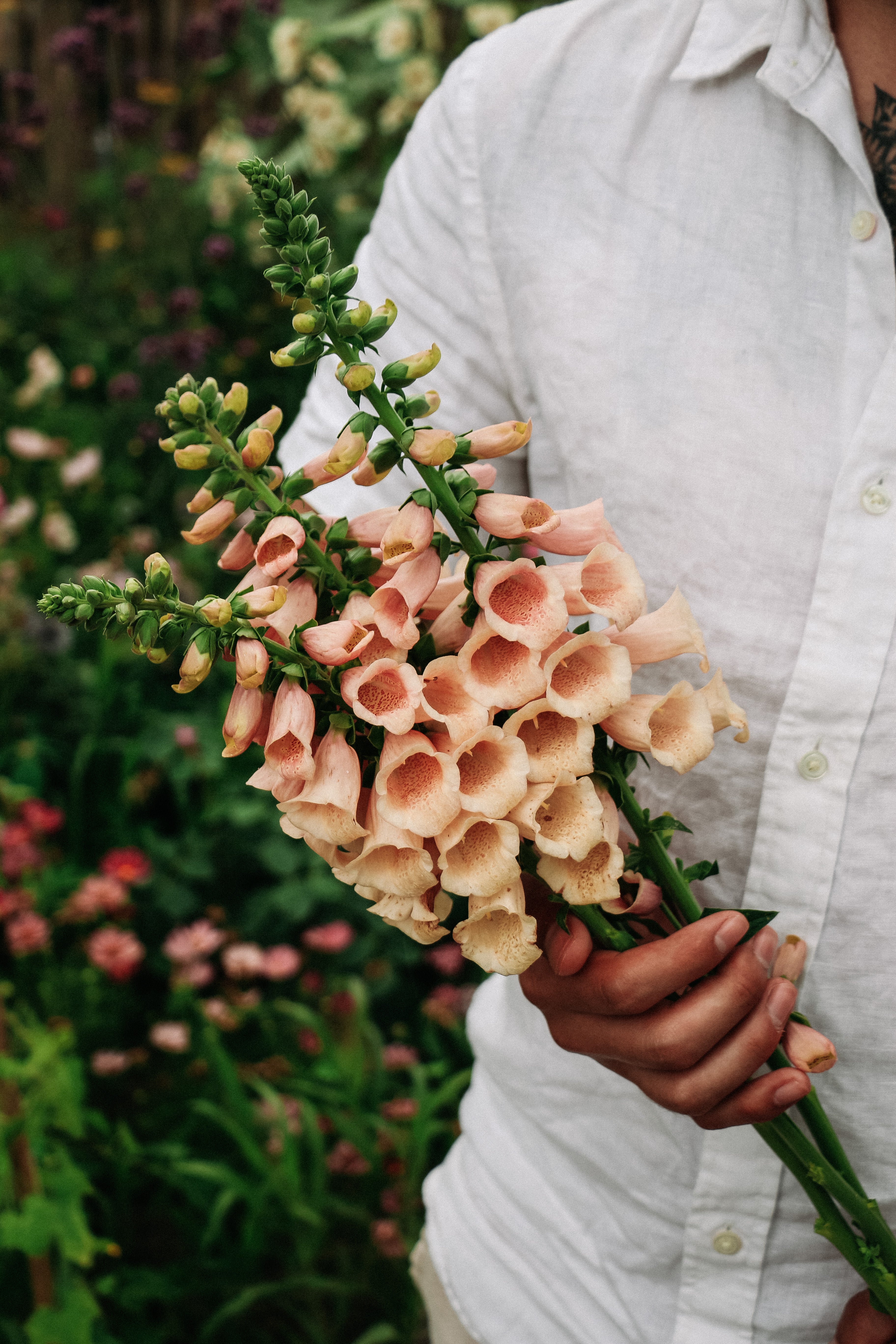 Digitalis &