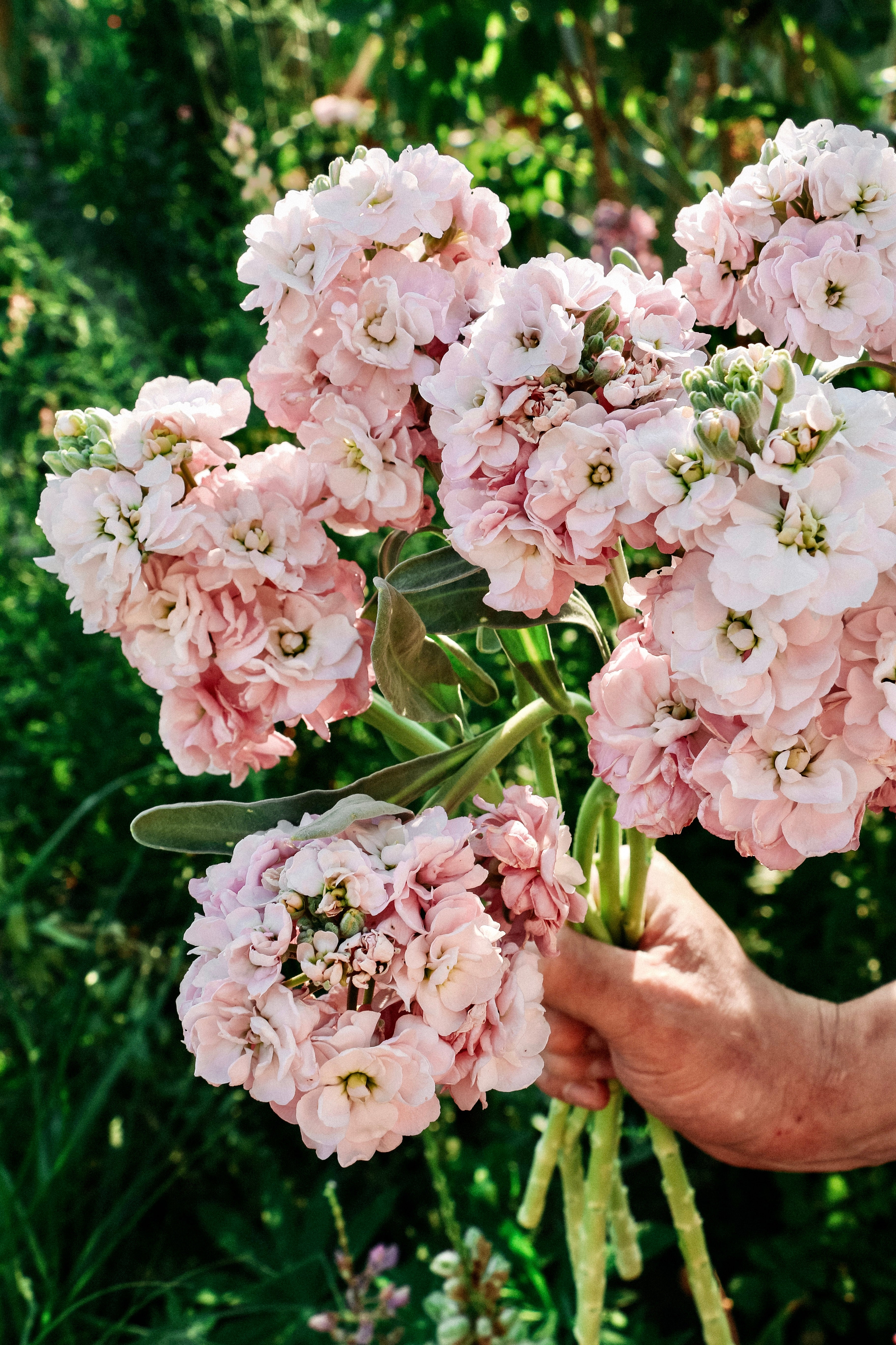 Matthiola incana &