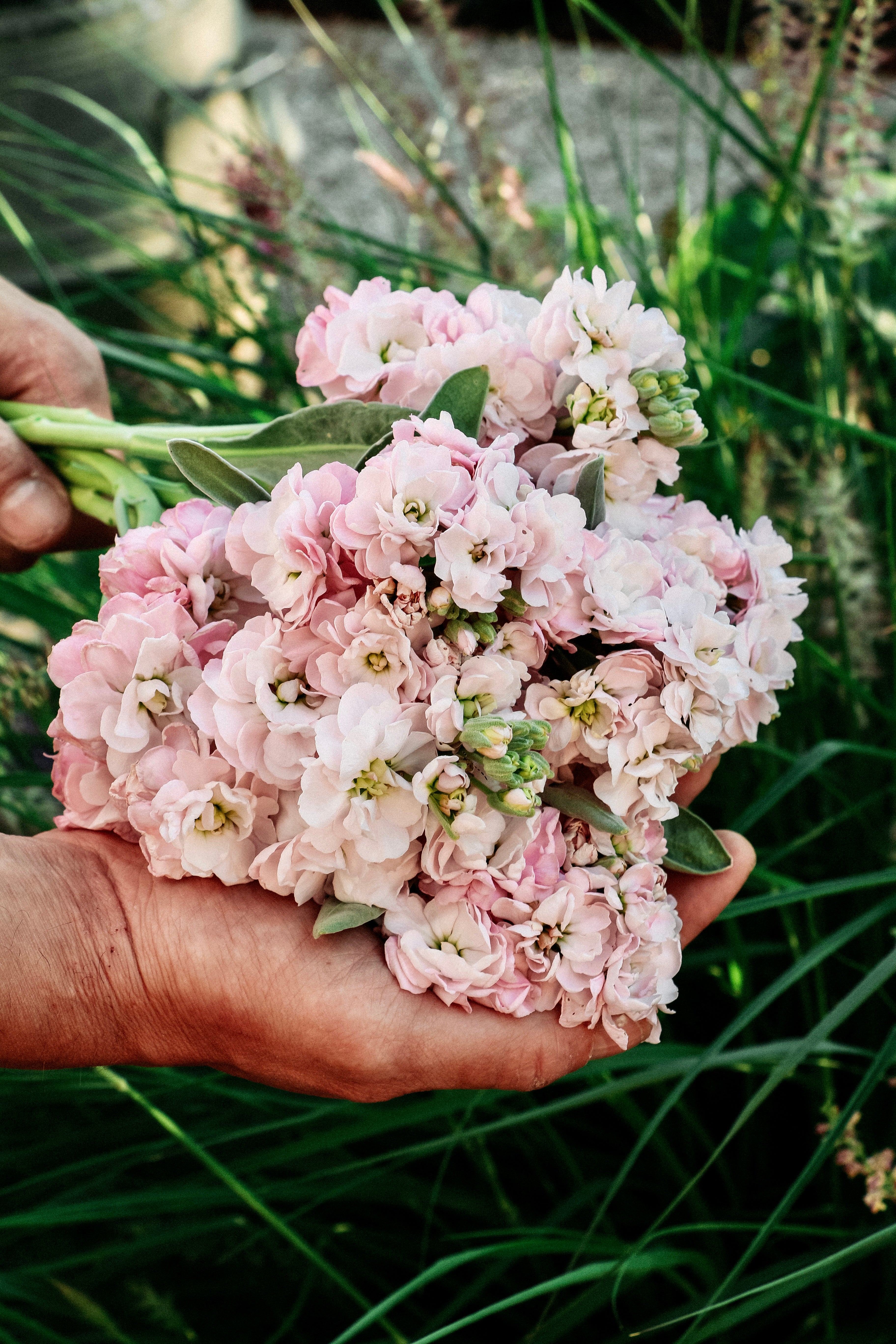Matthiola incana &