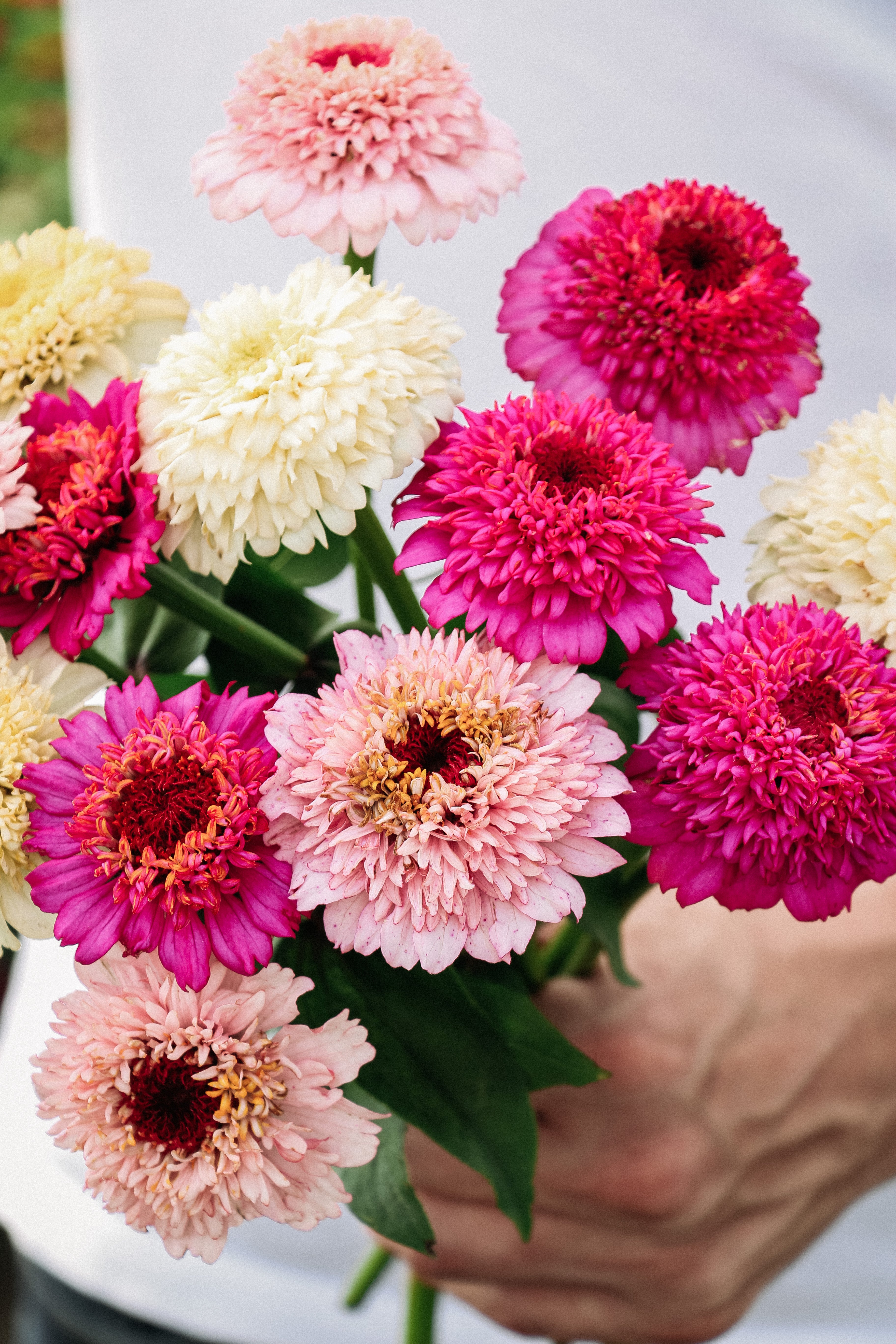 Zinnia elegans &