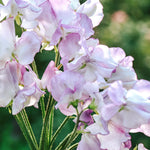 Lathyrus odoratus 'spencer pulsar'-Angelo