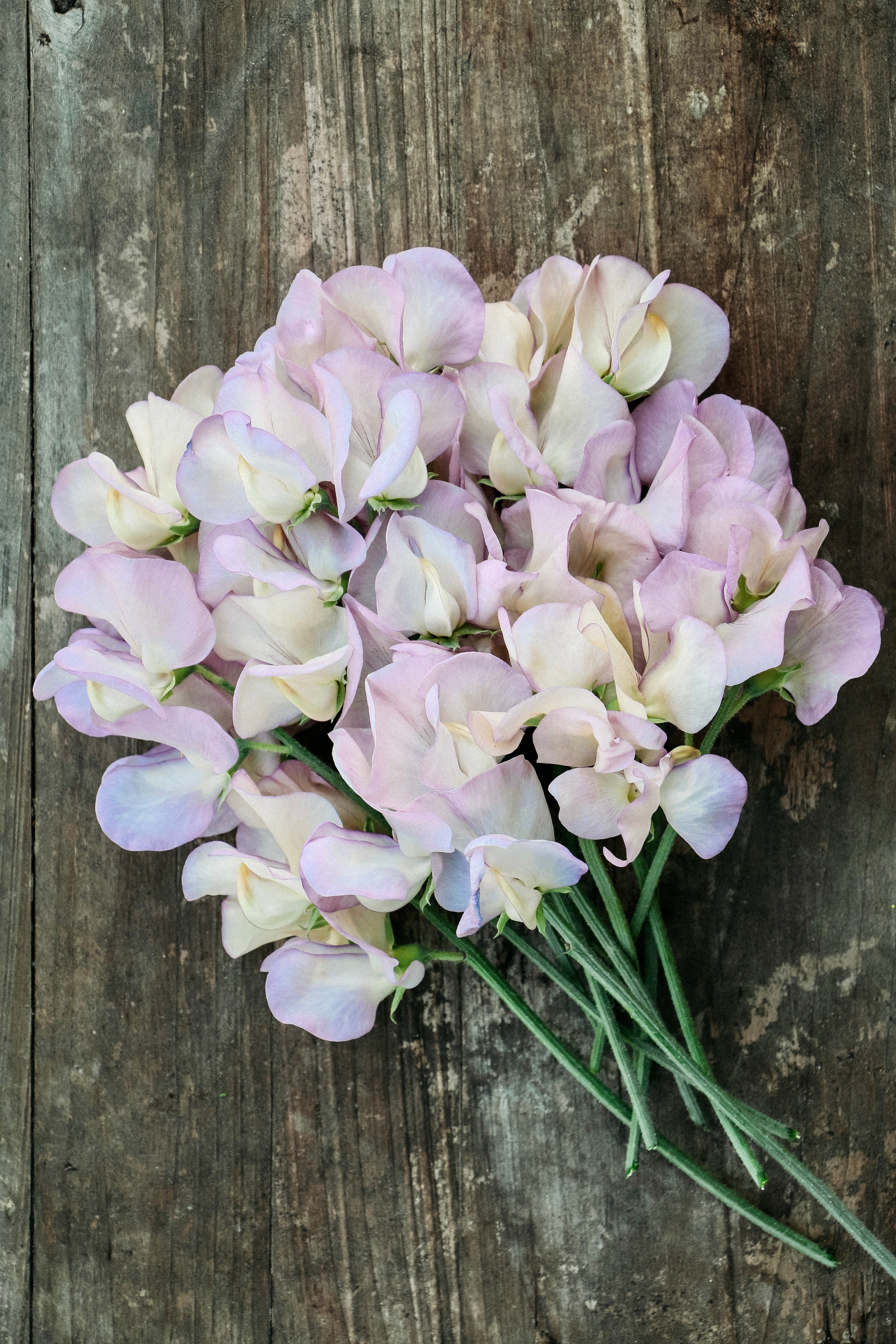 Lathyrus odoratus &