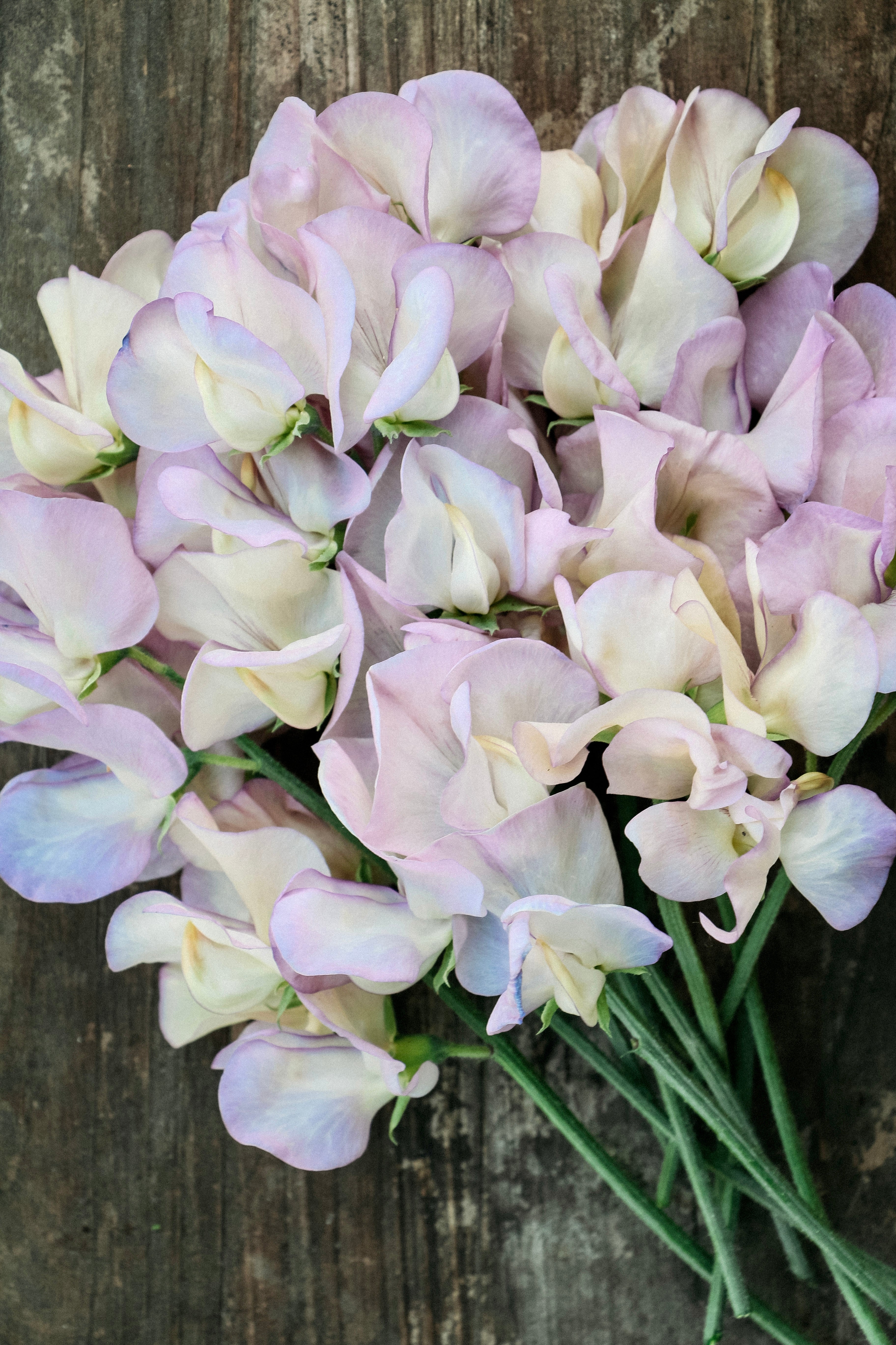 Lathyrus odoratus &