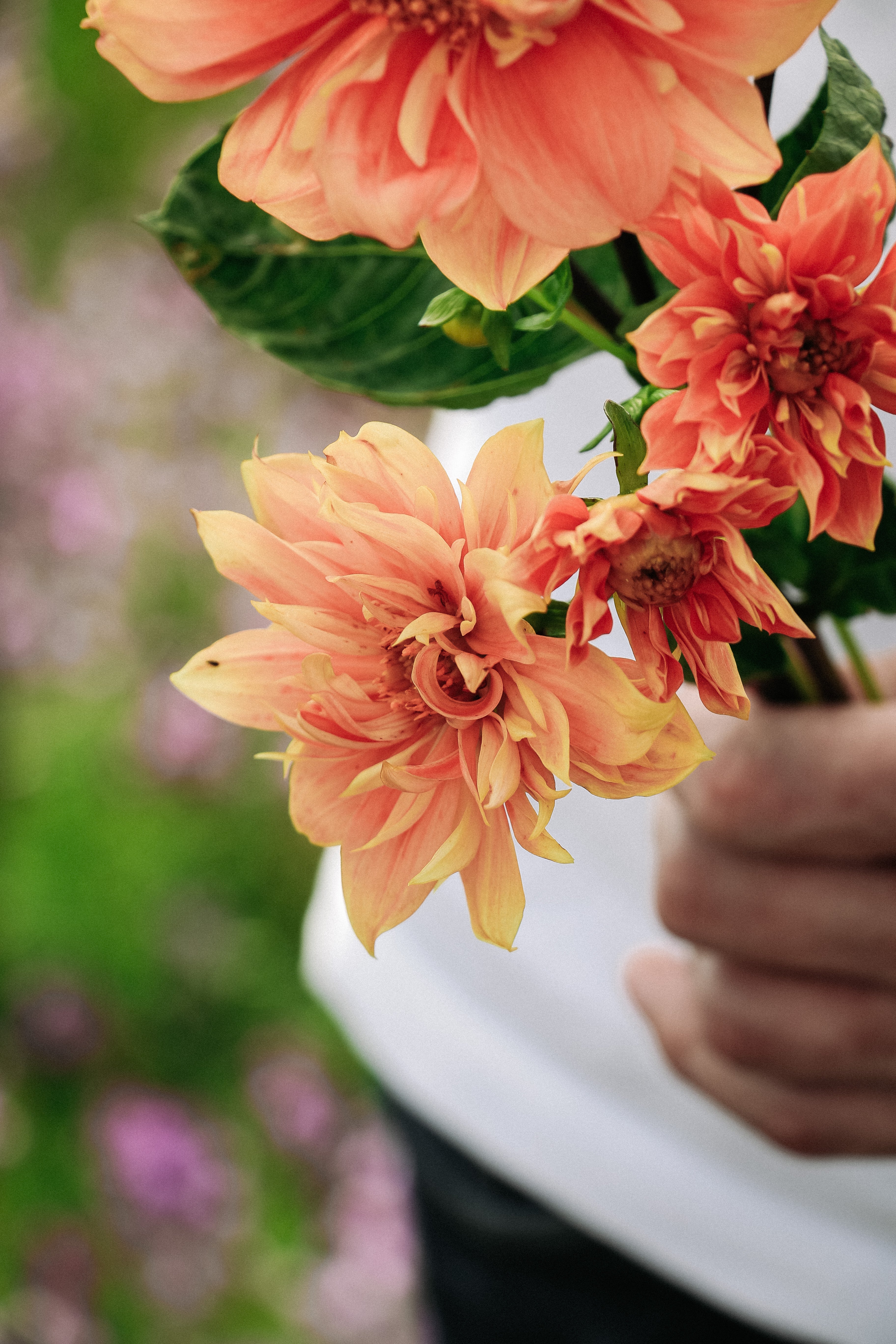 Dahlia variabilis &