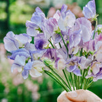 Lathyrus odoratus 'spencer blue ripple'-Angelo